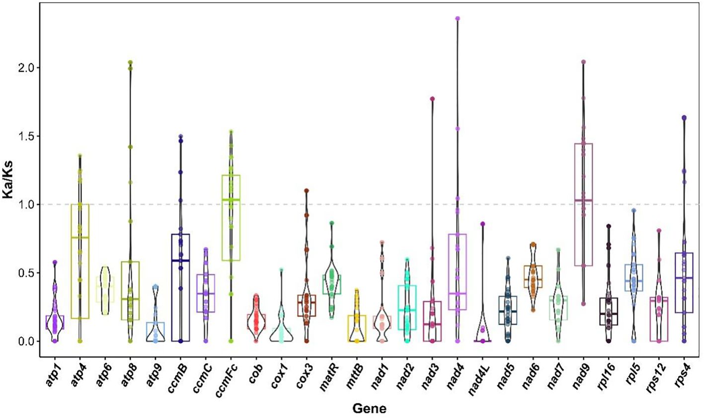 Boxplot and violin plot combined graph showing Ka/Ks ratios for various genes. The x-axis lists different genes, while the y-axis represents Ka/Ks ratios ranging from 0 to over 2. Each gene has a corresponding boxplot and violin plot, illustrating the distribution and variability of the ratios. A dashed horizontal line marks the Ka/Ks ratio of 1.