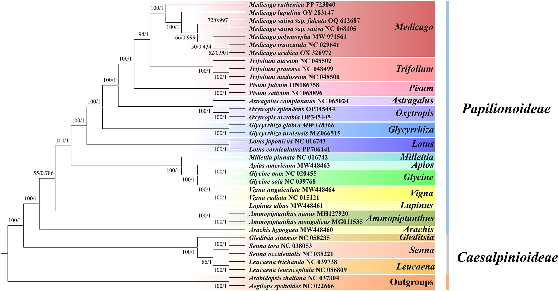 Phylogenetic tree of the Papilionoideae and Caesalpinioideae subfamilies, displaying relationships among various genera and species. Clades are color-coded, with Medicago, Trifolium, and Pisum in shades of red and pink, Astragalus and Oxytropis in purple, Glycyrrhiza and Lotus in blue, Millettia and Apios in green, Glycine in teal, Vigna and Lupinus in yellow, and other groups in shades of brown and orange. Bootstrap values and accession numbers are noted at each branch point.