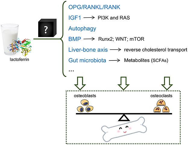 Diagram for the preventive effects of lactoferrin on osteoporosis. A cup of milk and molecular structure symbolize lactoferrin. Lactoferrin can regulate OPG/RANKL/RANK pathway, IGF1 pathway, autophagy, BMP pathway, liver-bone axis, and gut microbiota. These may maintain the balance between osteoblasts (bone formation) and osteoclasts (bone resorption), and ultimately promote bone health, depicted as balancing on a seesaw over a smiling bone graphic.