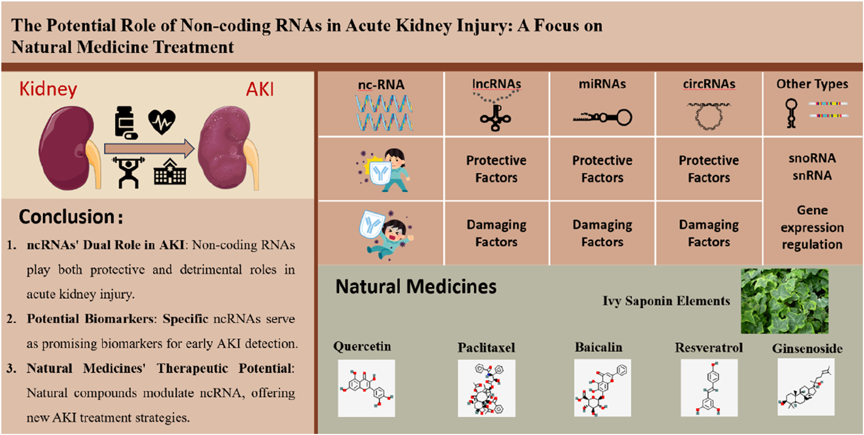 Infographic titled "The Potential Role of Non-coding RNAs in Acute Kidney Injury: A Focus on Natural Medicine Treatment." It shows kidneys and icons representing acute kidney injury (AKI) with arrows linking health issues. A table displays categories of nc-RNAs such as lncRNAs, miRNAs, circRNAs, and others, indicating protective and damaging factors and gene expression regulation. Conclusions mention ncRNAs' dual role in AKI, their potential as biomarkers, and the therapeutic potential of natural medicines like Quercetin, Paclitaxel, Baicalin, Resveratrol, and Ginsenoside. An image of ivy leaves represents saponin elements.