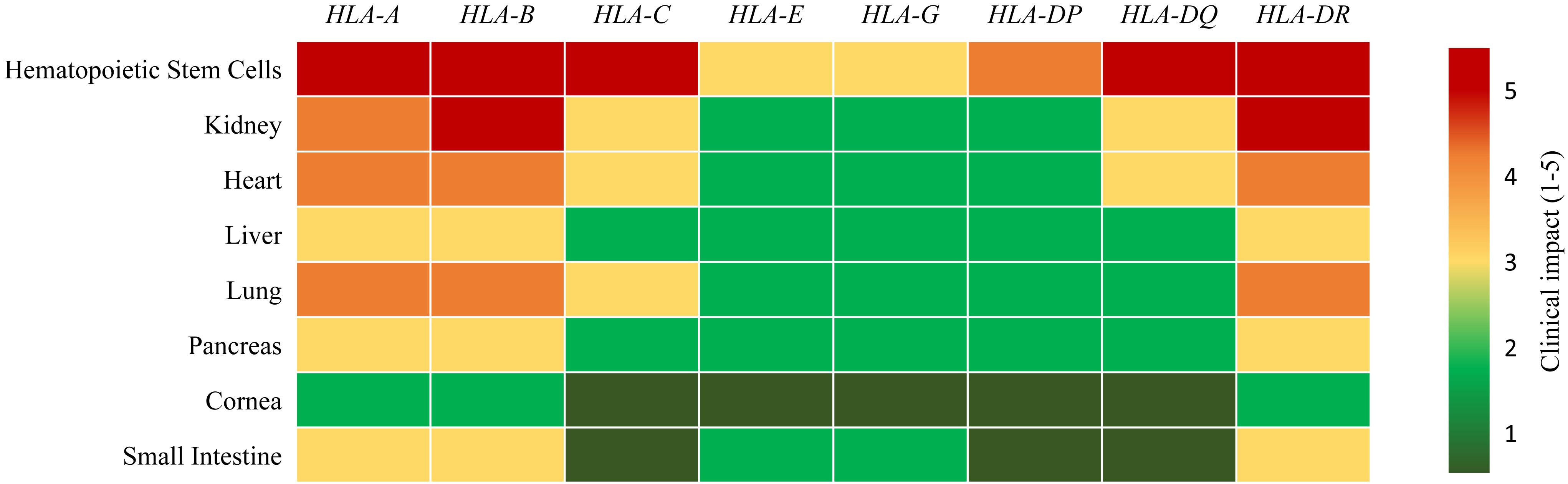 Heatmap showing the clinical impact of various HLA types on the success of different organ transplants. Color scale ranges from red (5) to green (1), indicating high to low impact.