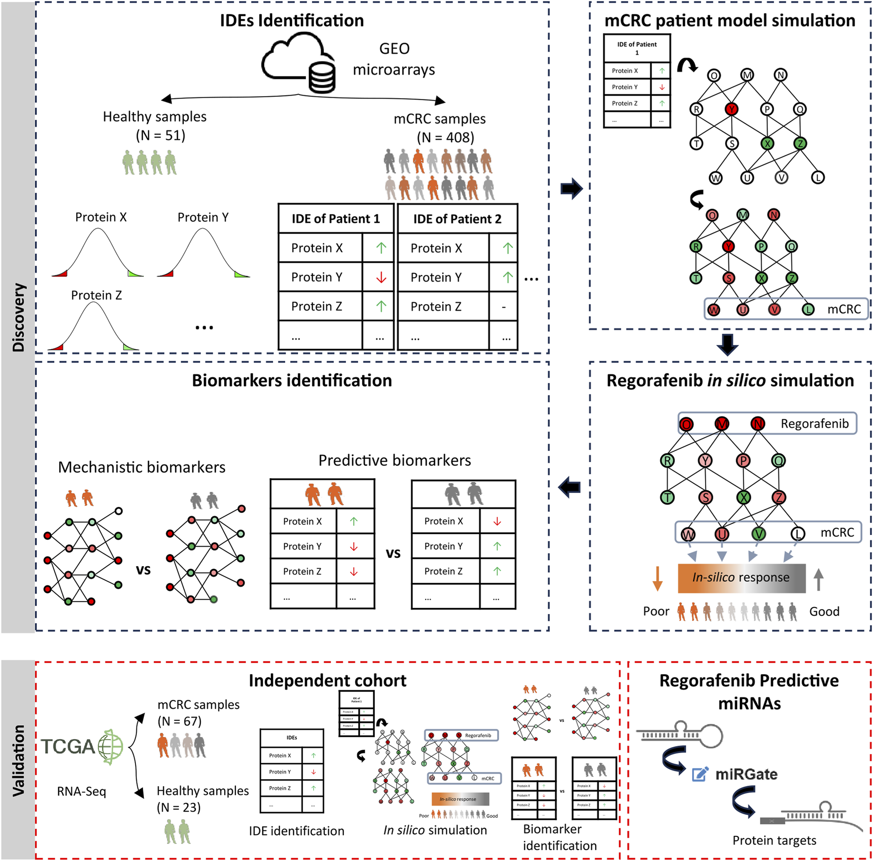 Diagram illustrating a process for identifying individualized drug efficacy markers (IDEs) using GEO microarrays in mCRC samples. The discovery phase involves analyzing proteins X, Y, and Z in patients against healthy samples, identifying biomarkers, and simulating patient models. In silico simulations with Regorafenib assess drug response. Validation is conducted with an independent cohort using RNA-Seq, focusing on IDEs and predictive miRNAs through miRGate, analyzing protein targets. The process integrates discovery and validation phases in a systematic approach.
