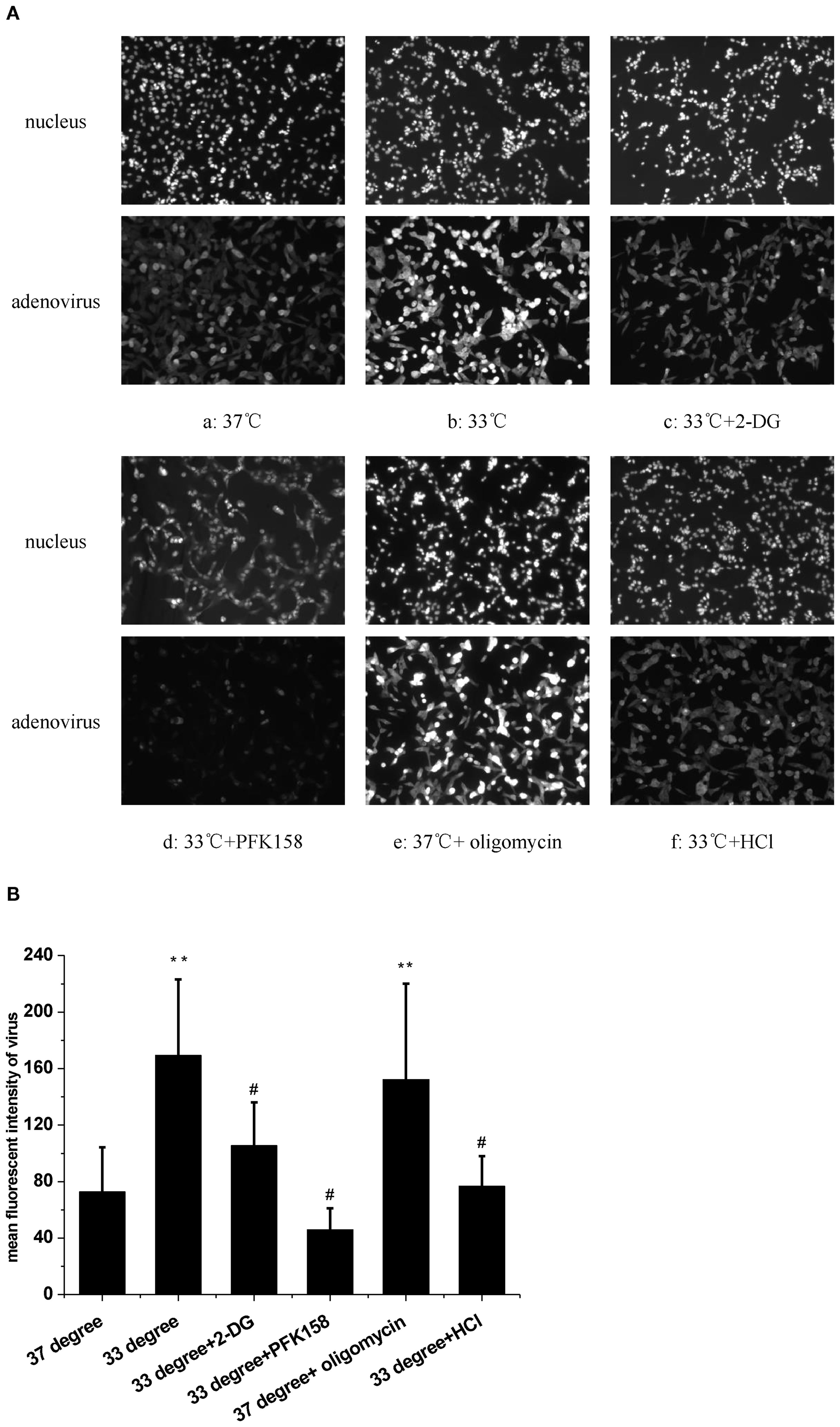Fluorescent microscopy images and a bar chart. Panel A shows cells under different conditions labeled as a) 37°C, b) 33°C, c) 33°C + 2-DG, d) 33°C + PFK158, e) 37°C + oligomycin, f) 33°C + HCl, highlighting nucleus and adenovirus presence. Panel B presents a bar graph of mean fluorescent intensity of virus across these conditions, with significant differences indicated by asterisks and hash symbols.