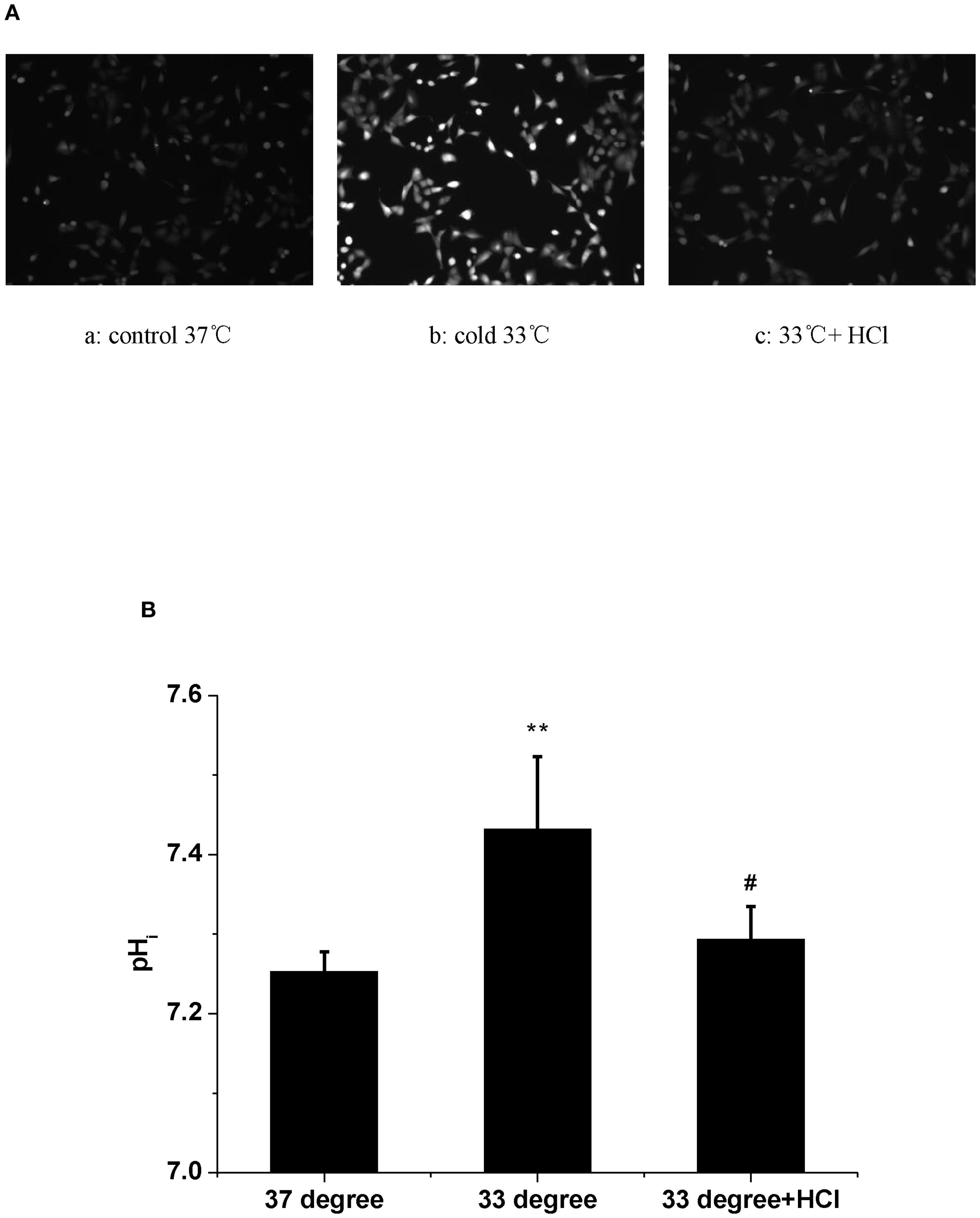 Panel A shows three images of cells under different conditions: control at thirty-seven degrees Celsius, cold at thirty-three degrees Celsius, and thirty-three degrees Celsius with HCl. Panel B is a bar chart comparing pH levels in these conditions, showing higher pH at thirty-three degrees Celsius compared to the control and HCl condition.