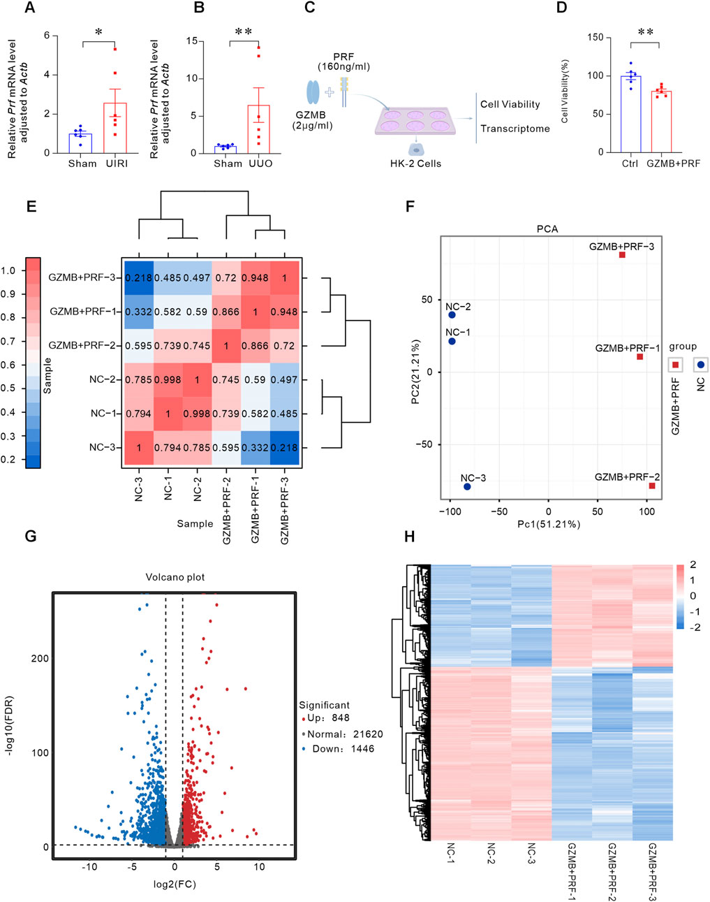 Panels displaying scientific data:A and B: Bar charts showing relative PR1 mRNA levels adjusted to ActB in sham vs. UIRI and sham vs. UUO models, with significant differences marked by asterisks.C: Diagram illustrating the PRF and GZMB treatment on HK-2 cells, focusing on cell viability and transcriptome analysis.D: Bar chart depicting cell viability percentages in control versus GZMB+PRF groups, highlighting significant results.E: Heatmap showcasing hierarchical clustering of samples based on expression data.F: PCA plot visualizing sample grouping and distribution.G: Volcano plot indicating significant changes in gene expression with upregulated and downregulated genes.H: Heatmap illustrating gene expression across different samples, with clustering.