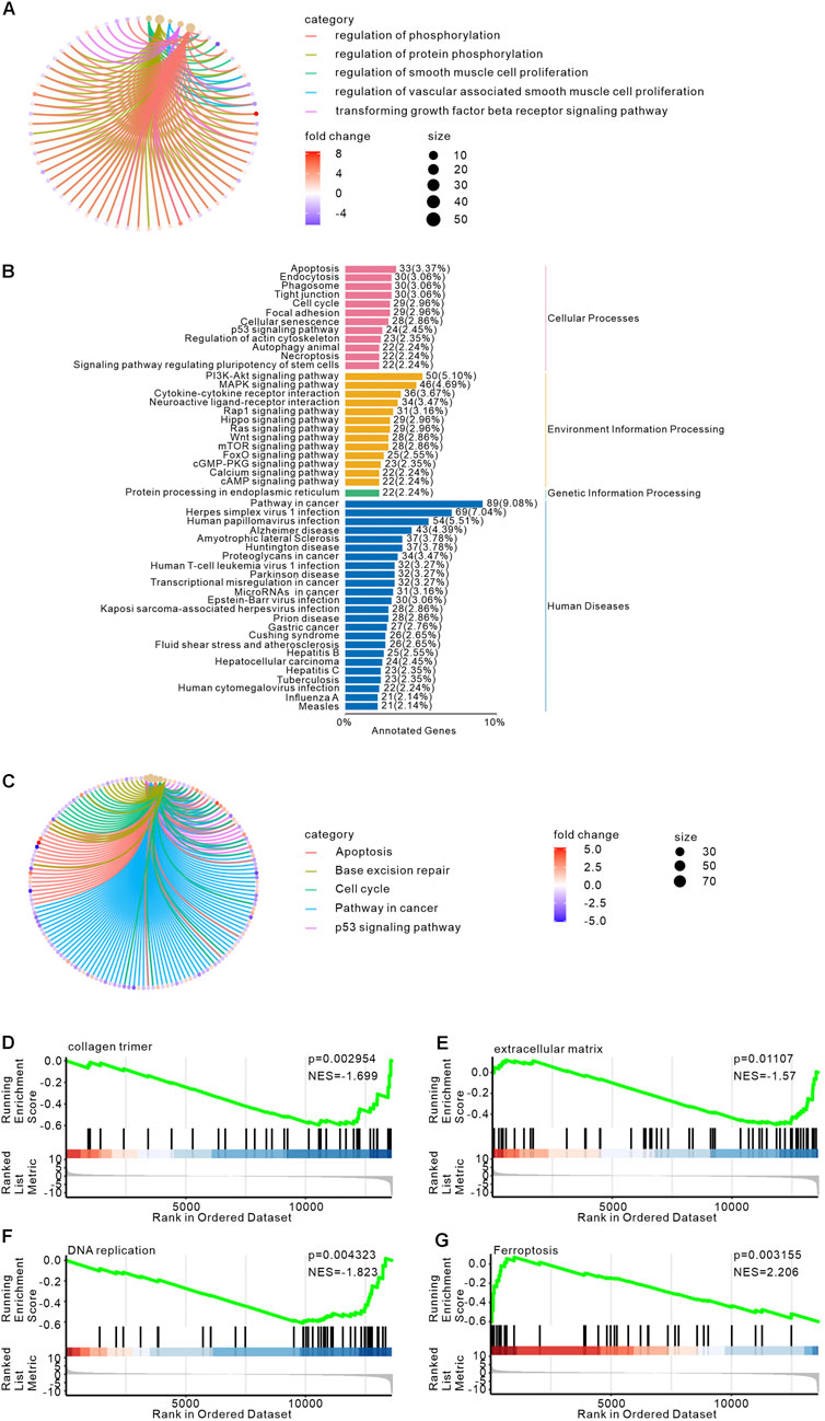 Diagram showing multiple charts and graphs related to biological processes and pathways. A: Circular chart with lines and dots representing categories like regulation of phosphorylation and protein phosphorylation. Fold change indicated with colors from red to blue, size by dot size.B: Bar chart categorizing pathways and diseases such as apoptosis, DNA replication, and Alzheimer’s disease. Bars are colored by category and sorted by annotated genes percentage.C: Similar circular chart as A, indicating pathways like apoptosis and cell cycle. D-G: Line graphs show ranked dataset metrics with enrichment scores and p-values for collagen trimer, extracellular matrix, DNA replication, and ferroptosis.