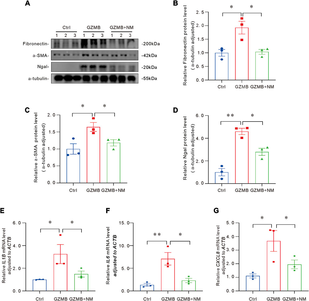 Western blot and bar graphs illustrating protein and mRNA levels. Panel A shows protein bands for Fibronectin, α-SMA, Ngal, and α-tubulin across Ctrl, GZMB, and GZMB+NM groups. Panels B-D display corresponding bar graphs for protein levels with α-tubulin adjustment. Panels E-G show bar graphs of mRNA levels for IL1B, IL6, and CXCL8 adjusted to ACTB. Asterisks indicate statistical significance between groups.