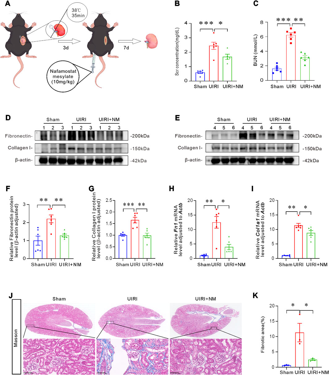 Illustration of a study on nafamostat mesylate's effects on mice kidneys. Panel A details experimental design using sham, UIRI, and UIRI with NM treatment groups. Panels B and C show serum creatinine and BUN levels, respectively. Panels D and E depict Western blot analysis for fibronectin, collagen I, and beta-actin levels. Panels F and G present quantification of fibronectin and collagen I protein levels. Panels H and I show mRNA levels for Fn1 and Col1a1. Panel J provides Masson's trichrome staining images of kidney tissue. Panel K indicates fibrotic area percentage. Statistical significance is marked with asterisks.
