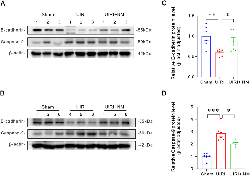 Western blot and bar graph results comparing E-cadherin and Caspase-9 protein levels. Panels A and B show Western blots with E-cadherin, Caspase-9, and β-actin in Sham, UIRI, and UIRI+NM samples. Panel C displays a bar graph of relative E-cadherin levels adjusted for β-actin, with Sham showing higher levels than UIRI and UIRI+NM. Panel D shows a bar graph of relative Caspase-9 levels adjusted for β-actin, with UIRI having the highest levels, followed by UIRI+NM and Sham. Statistical significance is indicated by asterisks.