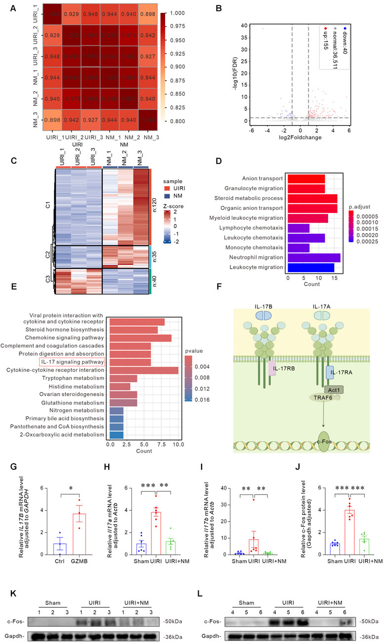 A series of charts and diagrams illustrating a biological study. A: Heatmap of sample correlations. B: Volcano plot showing gene expression changes. C: Heatmap of Z-scores in different samples. D: Bar chart of processes like anion transport and chemotaxis. E: Bar chart of pathways, highlighting IL-17 signaling with p-values. F: Diagram of IL-17 signaling pathway with IL-17RB, IL-17RA, and other molecules. G-J: Bar graphs showing relative mRNA and protein levels in different conditions. K-L: Western blot images displaying c-Fos and Gapdh protein levels in samples.