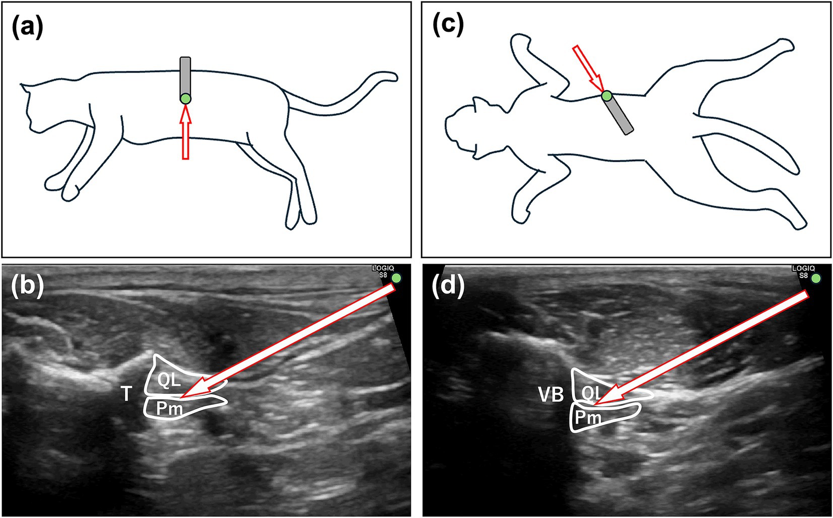 Diagram and ultrasound images illustrate feline lateral and sternal positions. Diagrams (a) and (c) show probe placements on a cat’s side and sternum area. Ultrasound images (b) and (d) display the probe’s red arrow targeting internal structures labeled ‘T,’ ‘QL,’ and ‘Pm.’