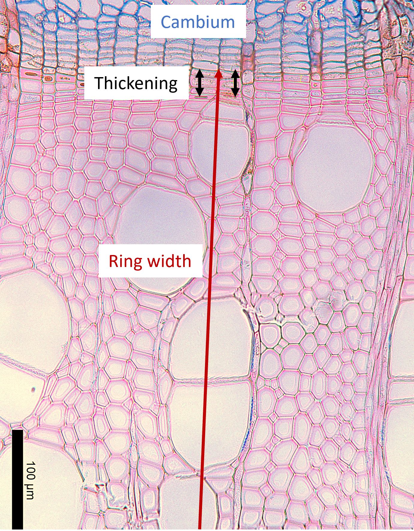 Microscopic image of a cross section of wood showing cambium and xylem cells. Labels indicate the cambium, the secondary cell wall thickening zone and the current ring. Black arrows show the secondary cell wall thickening zone, red arrow shows part of the curring ring. Scale bar indicate 100 micrometers.