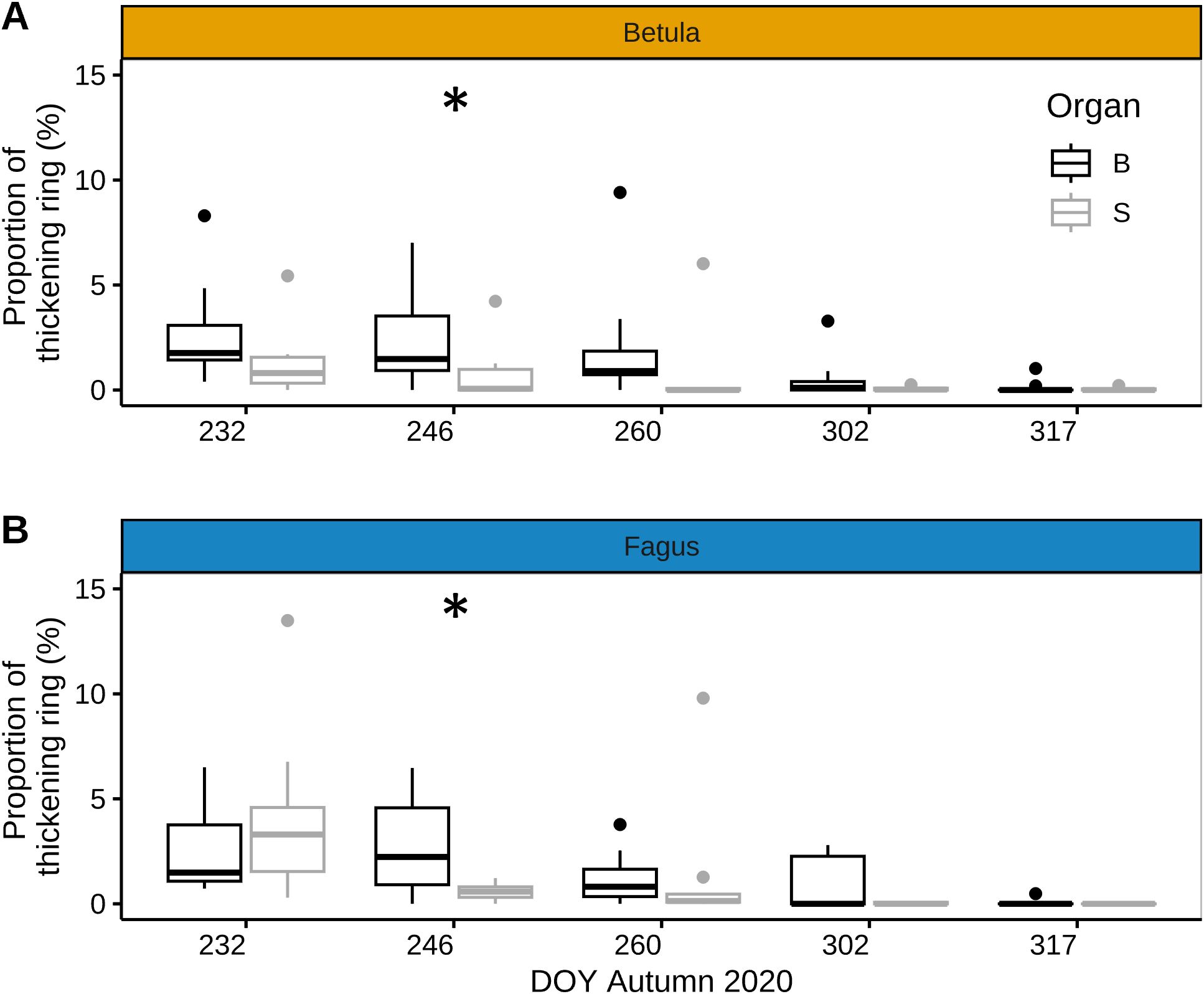 Box plots showing the proportion of thickening rings in Betula and Fagus organs during autumn 2020, marked by days of year (DOY) 232, 246, 260, 302, and 317. Each panel represents Betula (A) and Fagus (B) with thickening for branches in black and stem in grey. Outliers are marked, with significant differences indicated by asterisks.