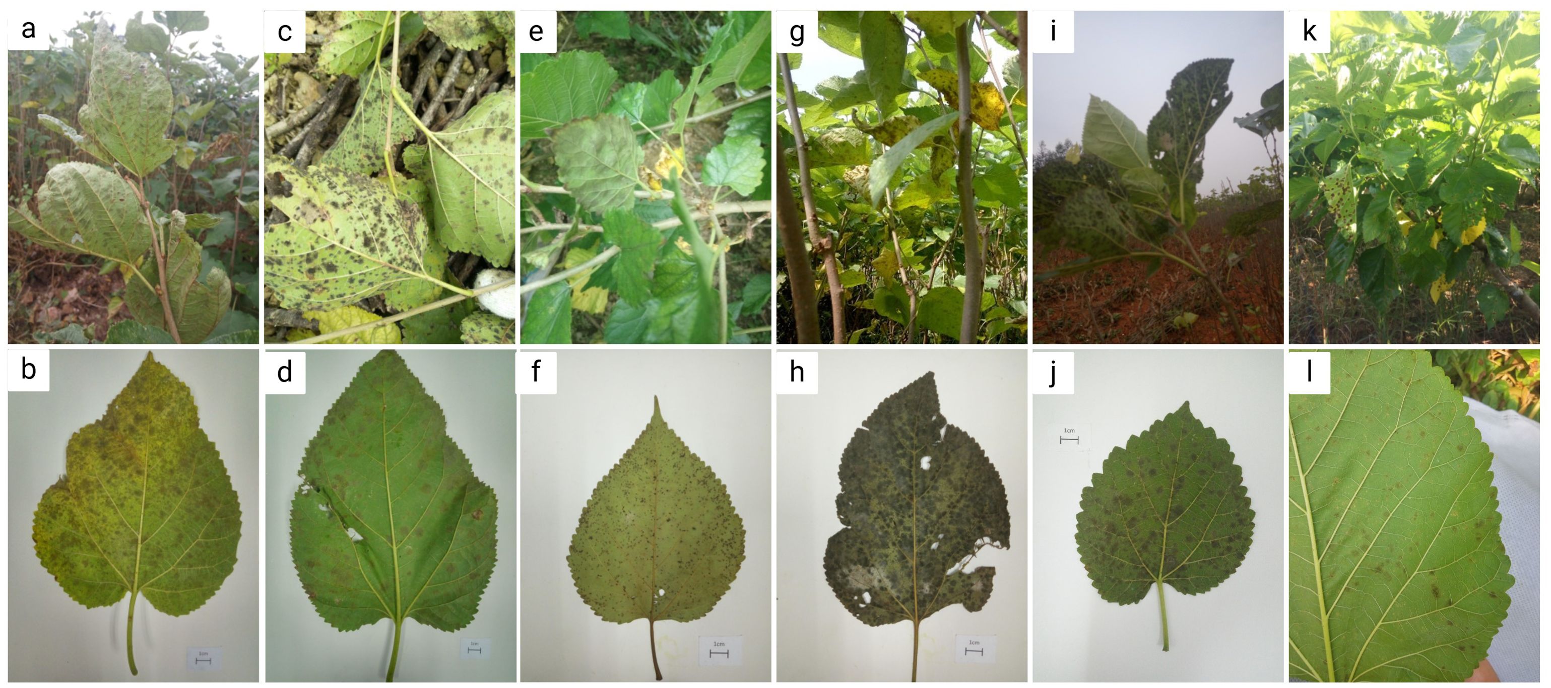 A grid of twelve images labeled a to l depicting leaves from various plants. The top row (a, c, e, g, i, k) shows leaves in their natural outdoor settings; some are affected by spots and discoloration, suggesting disease. The bottom row (b, d, f, h, j, l) shows individual leaves on a flat background, displaying various stages of damage with spots, holes, and yellowing.