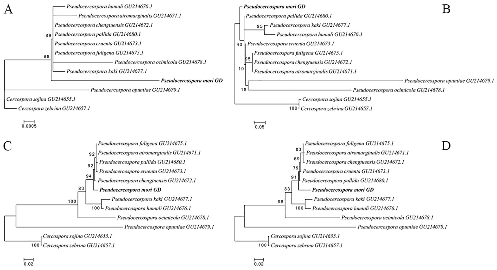 Four phylogenetic trees labeled A, B, C, and D, each displaying evolutionary relationships among different Pseudocercospora species and Cercospora outgroups. Branch lengths and bootstrap values indicate genetic distances and support levels. Each tree uses different scaling, emphasizing various groupings and relationships among the species.