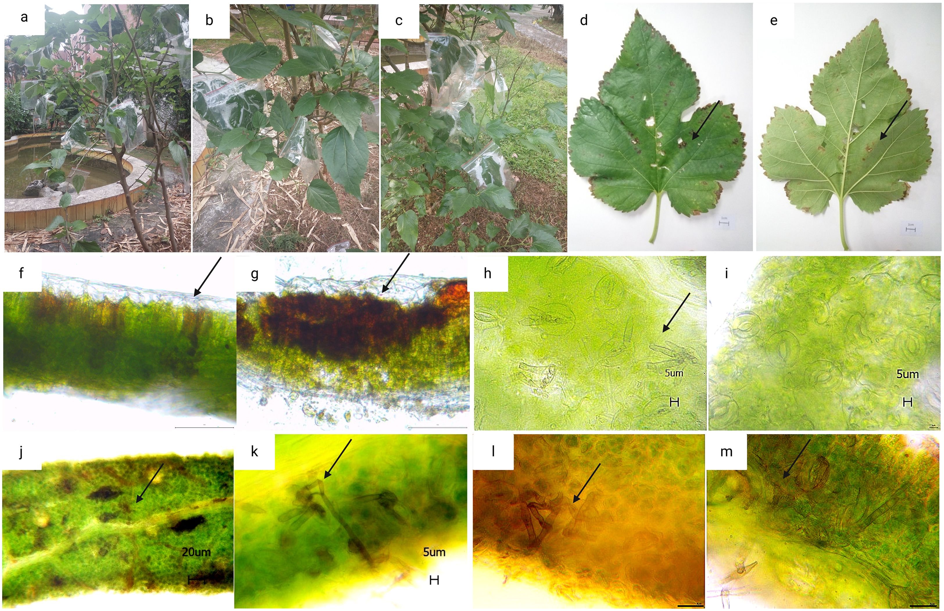 Composite image showing different stages of plant growth and detail. Panels a-c depict plants with leaves in a garden setting with protective coverings. Panels d-e show close-ups of individual leaves with apparent damage and arrows pointing to specific areas. Panels f-m display microscopic views of leaf sections with arrows indicating particular cells or structures, accompanied by scale bars such as “5um” and “20um.” Visual differences in color and texture are evident in these close-up images.