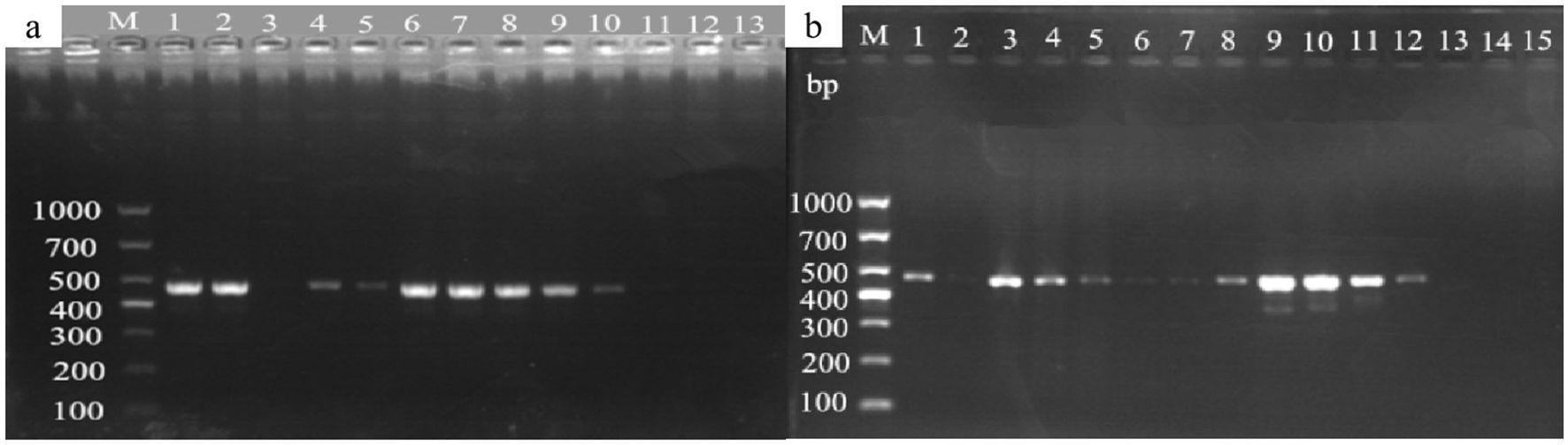 Gel electrophoresis results in two panels labeled “a” and “b”. Panel “a” has lanes M and 1 to 13, with bright bands mainly around the 500 base pairs mark. Panel “b” has lanes M and 1 to 15, with distinct bands near 400 to 500 base pairs. Molecular weight markers are labeled on the left side of each gel.