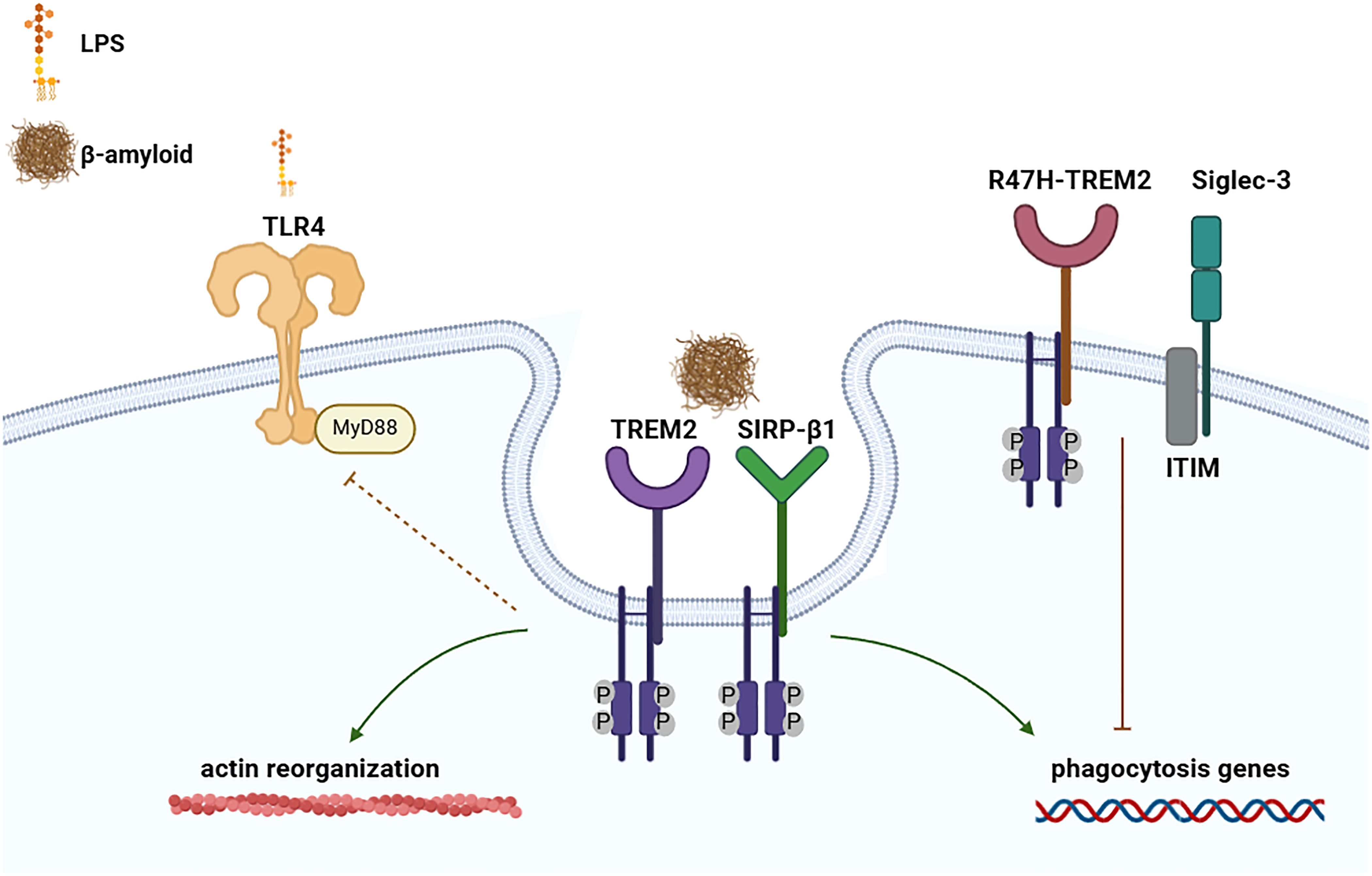 Illustration of cellular pathways involving TLR4, TREM2, SIRP-β1, and R47H-TREM2. LPS and β-amyloid activate TLR4 linked to MyD88, leading to actin reorganization. TREM2 and SIRP-β1 also interact with β-amyloid, influencing phagocytosis genes. R47H-TREM2 connects with Siglec-3 and ITIM, affecting phosphorylation sites.