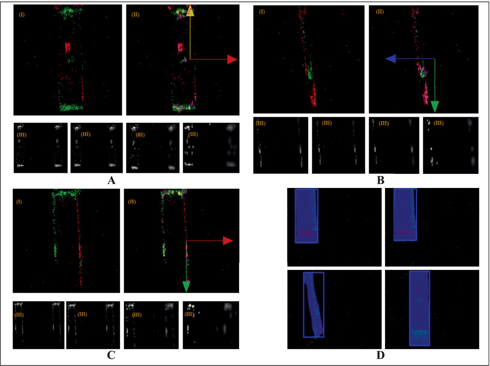 Four panels, labeled A, B, C, and D, each containing microscopic images. Panels A, B, and C show vertical columns in pink and green with directional arrows. Panel D displays blue rectangular projections. Each panel includes sub-images labeled I, II, and III, showing variations in brightness and pattern arrangement.