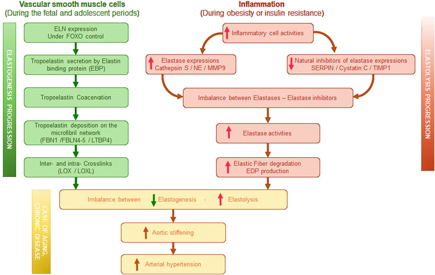 Flowchart comparing elastogenesis progression in vascular smooth muscle cells during fetal and adolescent periods with elastolysis progression due to inflammation during obesity or insulin resistance. On the left, elastogenesis involves expressions like ELN, tropoelastin secretion and deposition, leading to cross-linking. On the right, inflammation causes increased elastase activities, decreased inhibitors, and elastic fiber degradation. Both processes lead to an imbalance between elastogenesis and elastolysis, resulting in aortic stiffening and arterial hypertension, especially in aging or chronic disease.