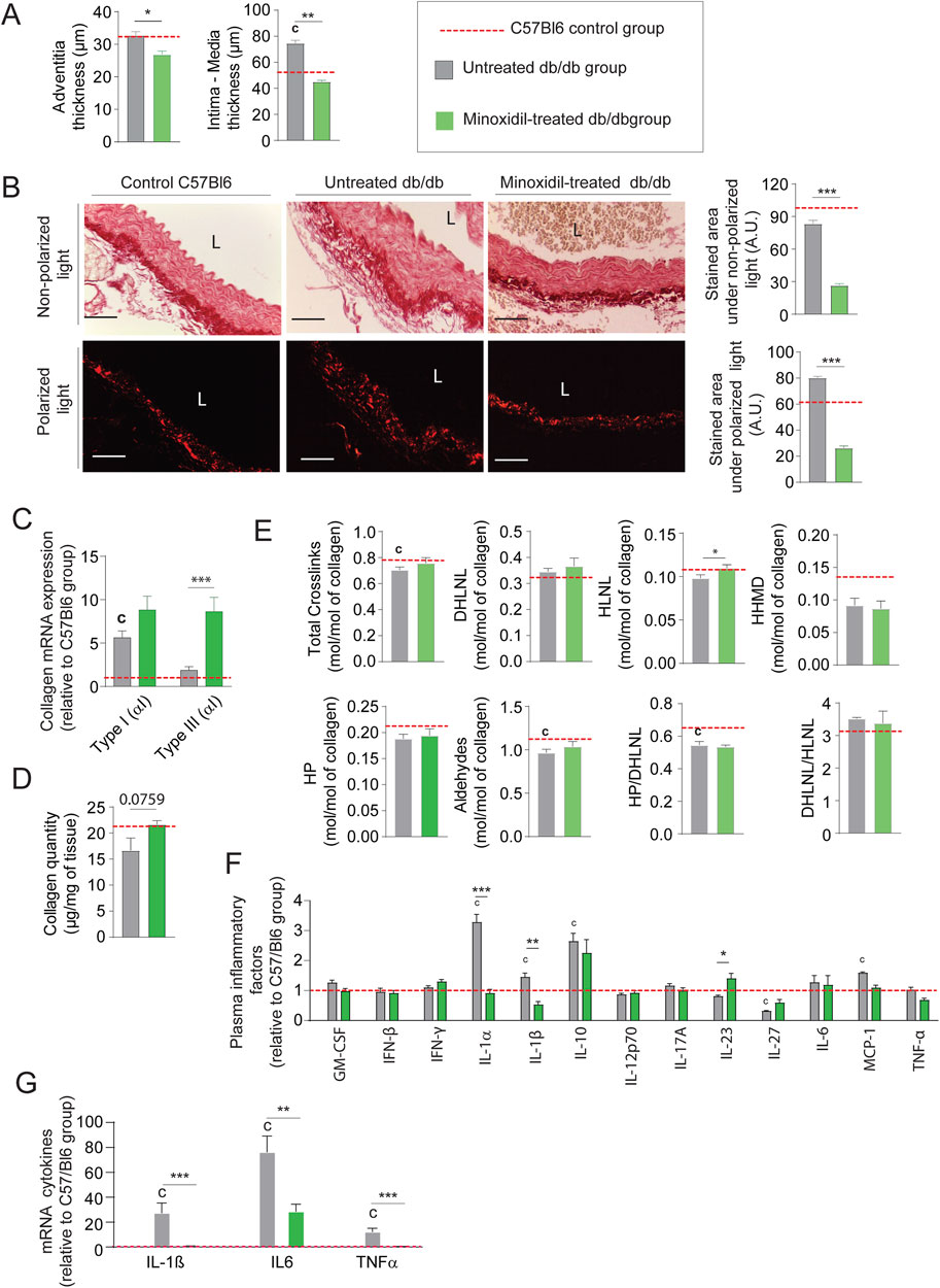 A composite image of scientific data showing various experiments and results. Panel A presents bar graphs comparing adventitia and intima-media thickness between groups with significant differences marked. Panel B depicts histological images of artery sections under non-polarized and polarized light, with stained area analysis. Panel C shows bar graphs of collagen mRNA expression levels for types I and III. Panel D presents collagen quantity in different groups. Panel E displays graphs comparing various collagen crosslink and aldehyde levels. Panel F illustrates plasma inflammatory factors. Panel G shows mRNA expression of cytokines such as IL-1ß, IL-6, and TNFα. Significant differences are denoted with asterisks.