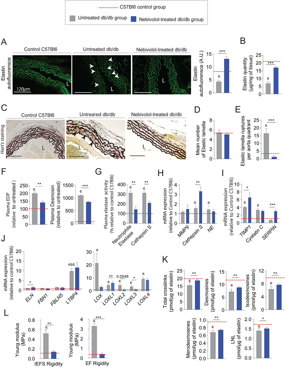 A multi-panel scientific figure showing data comparing treatments in C57Bl6 control, untreated db/db, and nebivolol-treated db/db groups. Panel A shows elastin autofluorescence images. Panel B presents a bar graph of elastin quantity. Panel C displays Hart's staining images. Panel D shows a bar graph of the mean number of elastic lamellae. Panel E shows elastic lamellae ruptures per quadrant. Panels F to K depict various bar graphs of plasma activity and expression levels of proteins and genes. Panel L presents Young's modulus measurements for different rigidities. Statistical significance is indicated by symbols.