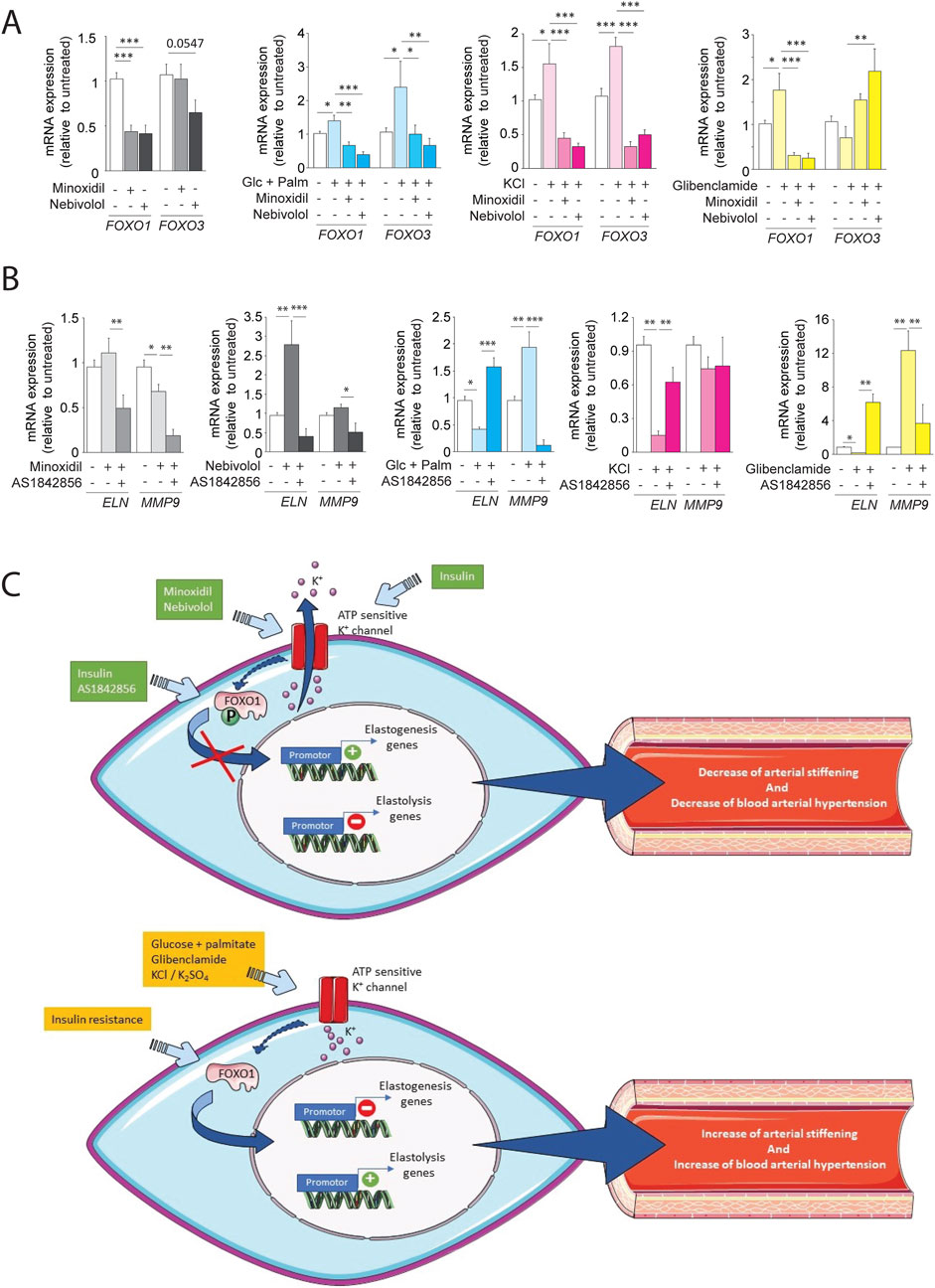 The image comprises two bar graphs (A and B) and a diagram (C). Graphs show mRNA expression levels of FOXO1, FOXO3, ELN, and MMP9 under different treatments, including Minoxidil, Nebivolol, and AS1842856, with significance indicated by asterisks. The diagram illustrates the impact of Minoxidil, Nebivolol, and insulin on elastogenesis and elastolysis gene expression, highlighting decreased arterial stiffening and hypertension, contrasted with insulin resistance effects increasing these conditions.