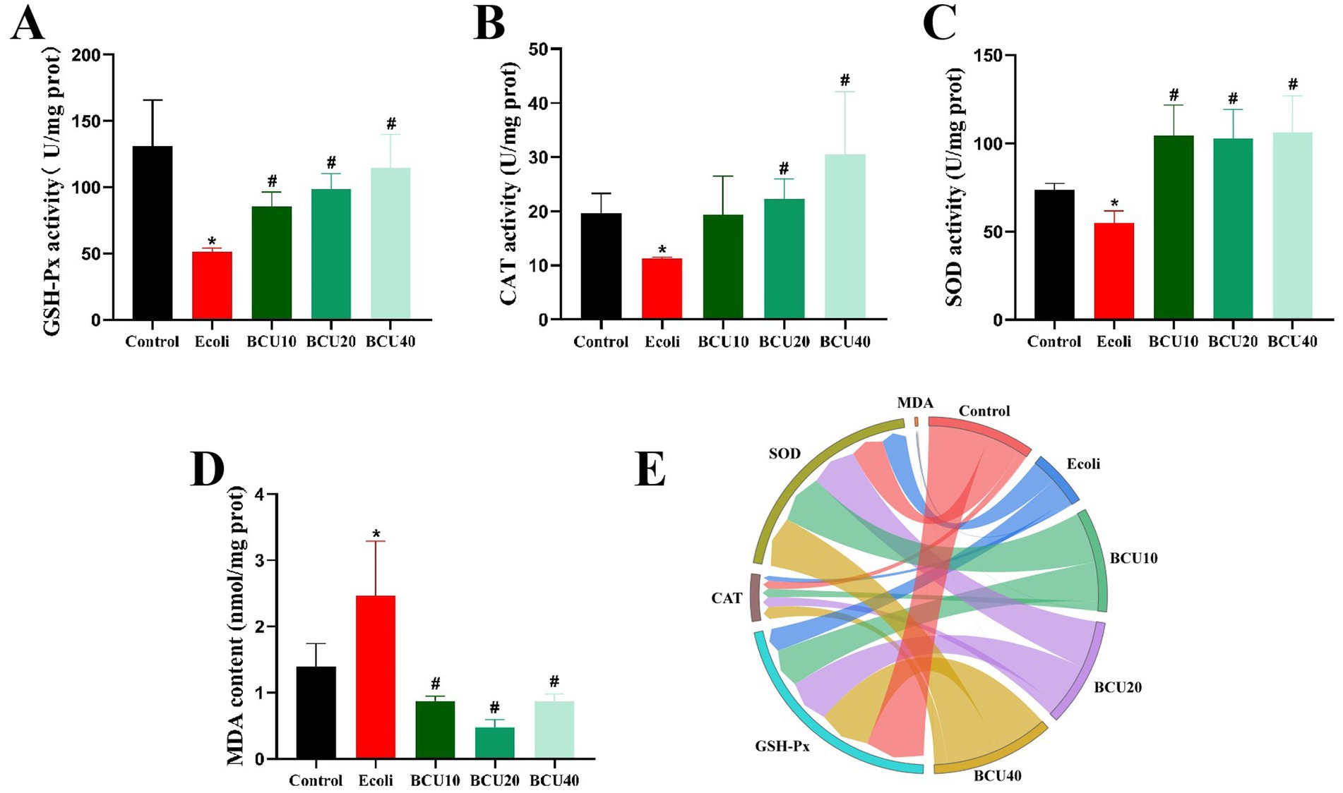 Five panels show various biochemical data. Panel A: Bar graph of GSH-Px activity with BCU40 showing higher activity compared to E. coli. Panel B: Bar graph of CAT activity with higher levels in BCU40, compared to E. coli. Panel C: Bar graph of SOD activity, showing increased activity in BCU40. Panel D: Bar graph of MDA content, with the highest level in E. coli. Panel E: Circular diagram compares interactions among GSH-Px, CAT, SOD, and MDA across different treatments. Asterisks and pound signs indicate statistical differences.