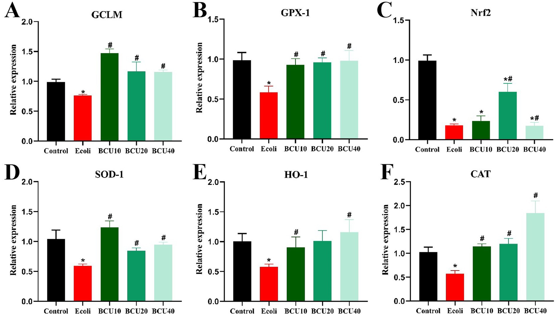Bar charts labeled A to F show relative expression of genes: GCLM, GPX-1, Nrf2, SOD-1, HO-1, and CAT. Each chart compares control, E.coli, and BCU treatments (10, 20, 40). Notably, E.coli exhibits decreased expression, while all BCU treatments show increased expression. Significant differences are marked by an asterisk or hash symbol.