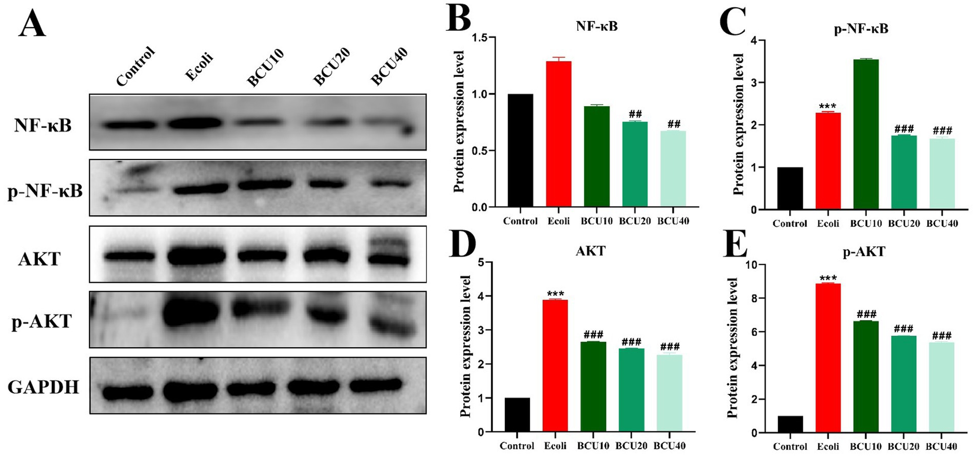 Results of protein expression analysis through Western blot and bar graphs. (A) Western blot shows bands for NF-κB, p-NF-κB, AKT, p-AKT, and GAPDH across different treatments: Control, E. coli, BCU10, BCU20, BCU40. (B-E) Corresponding bar graphs depict protein expression levels for NF-κB, p-NF-κB, AKT, and p-AKT, indicating different expression levels across treatments. Tags indicate statistical significance.