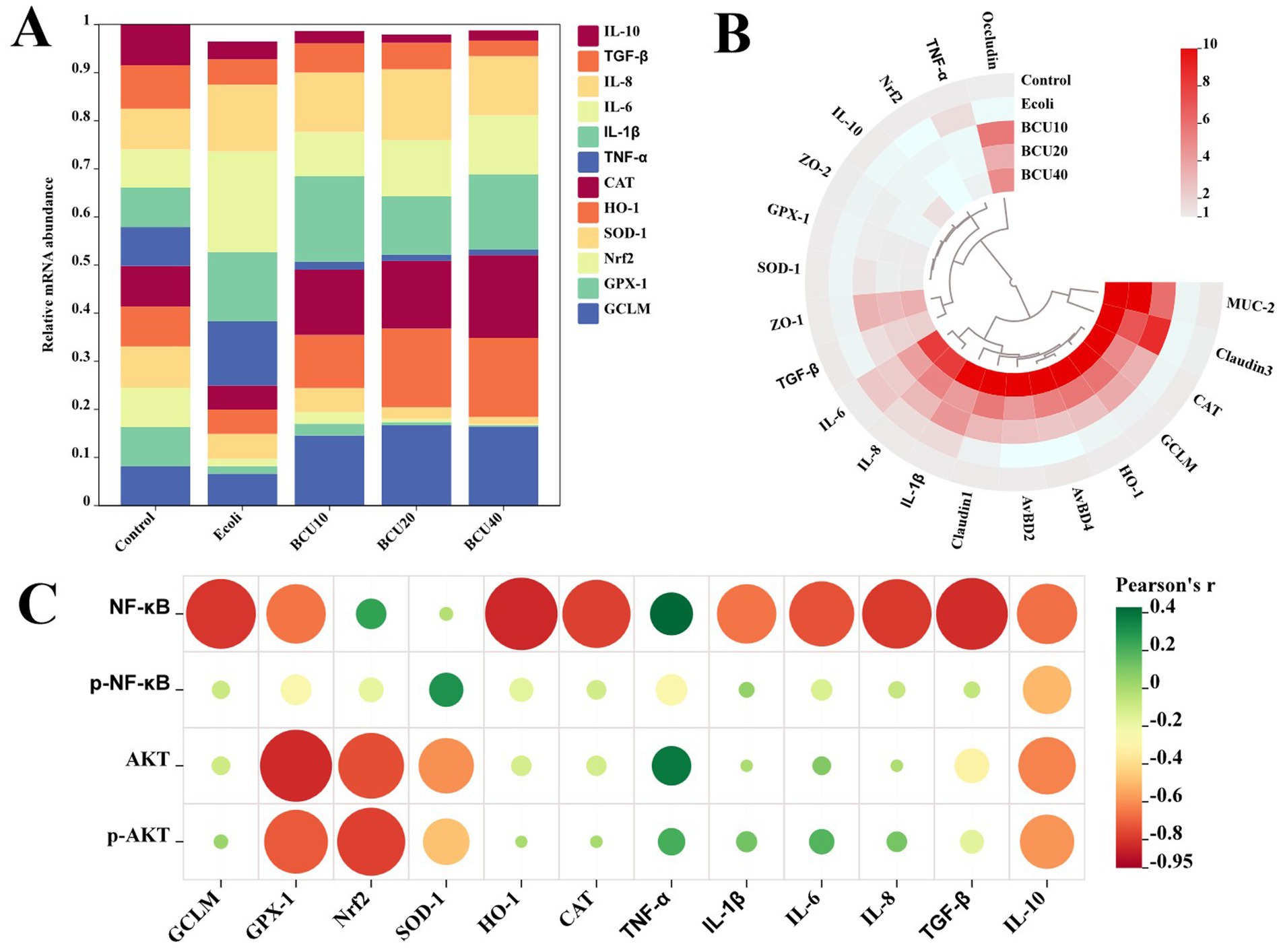 Three-part scientific data visualization. Part A shows a stacked bar chart comparing relative mRNA abundance across different conditions (Control, E.coli, BCU10, BCU20, BCU40) with various markers. Part B is a heatmap in a circular format displaying relative expression levels, with intensity from light to dark red. Part C presents a correlation matrix with circle sizes and colors indicating Pearson's correlation coefficients between NF-kB, p-NF-kB, AKT, p-AKT, and other variables.