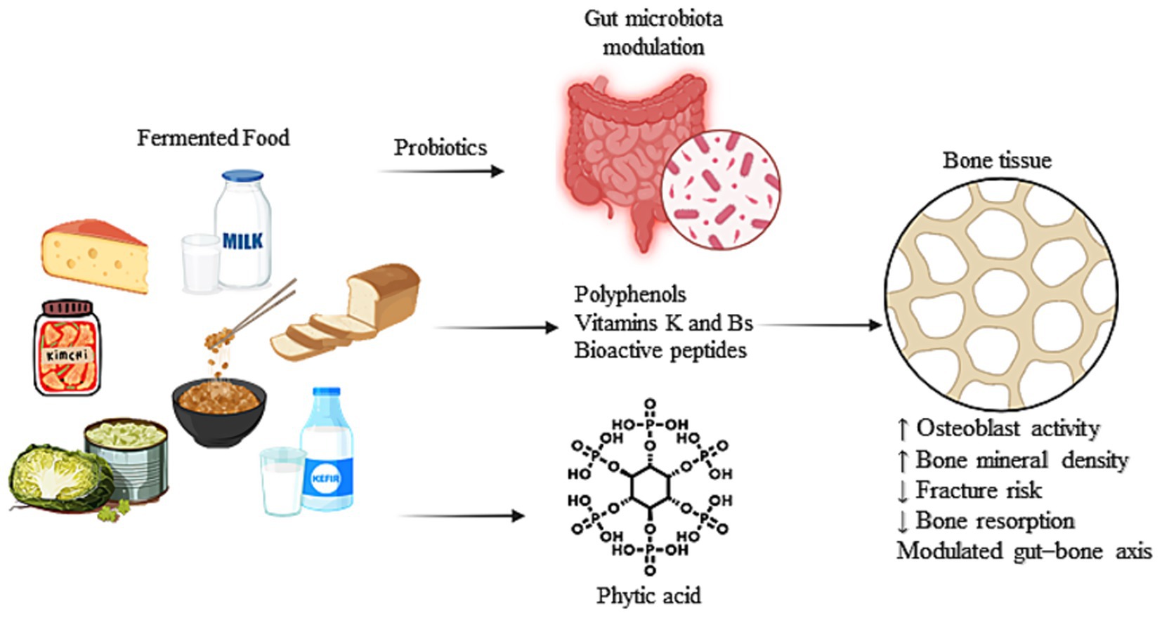 Fermented foods like cheese, milk, kimchi, kefir and sourdough are shown with arrows indicating their benefits. Probiotics from these foods lead to gut microbiota modulation, while polyphenols, vitamins K and Bs, and bioactive peptides enhance bone tissue, increasing osteoblast activity and bone mineral density, reducing fracture risk, and modulating the gut-bone axis. Phytic acid is depicted separately, as it is not part of fermented foods but may also contribute to bone health.