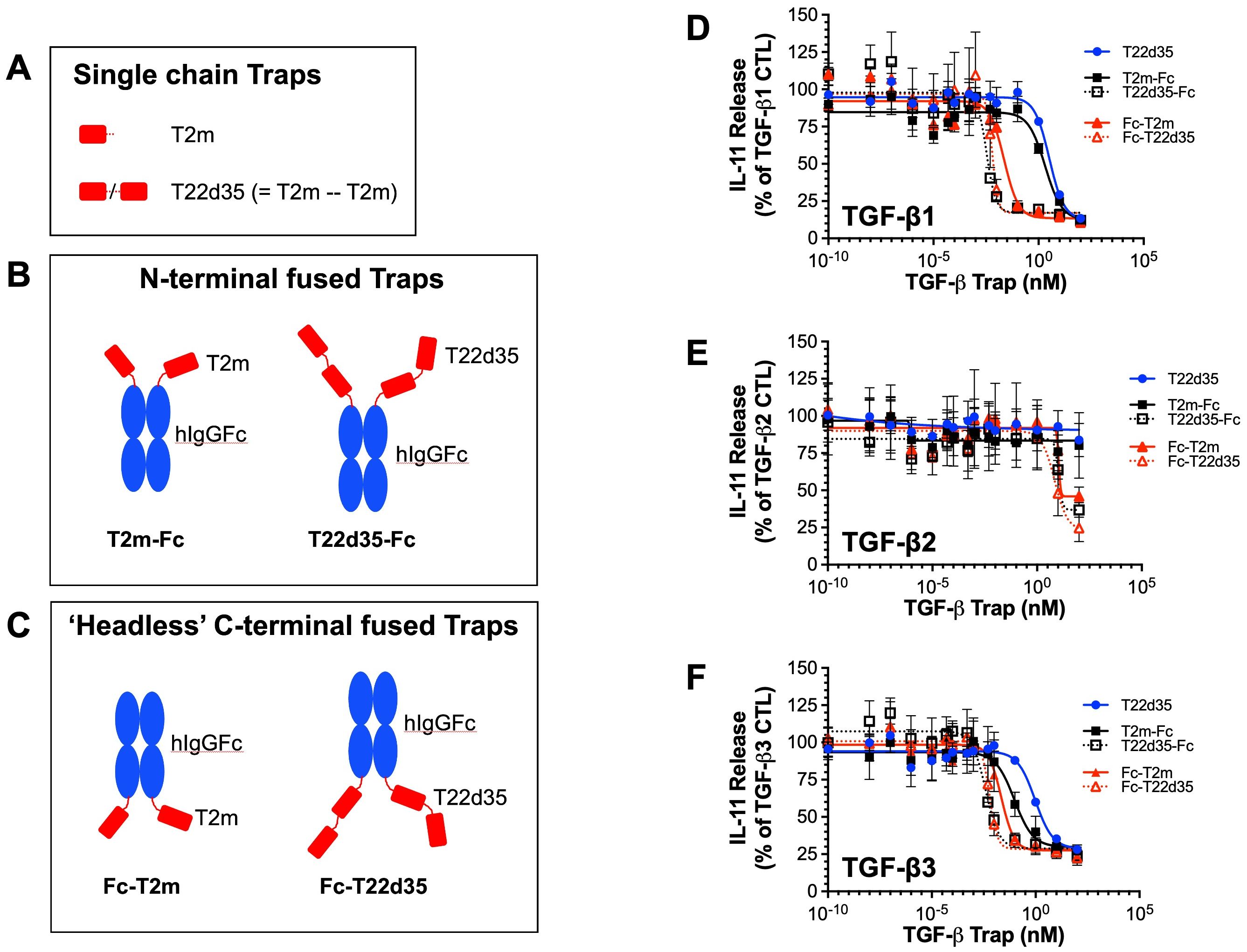 Trap designs using the (A) T2m and T22d35 modules, that were N- or C-terminally (B, C) fused to an hIgG Fc portion. Inhibition of IL-11 release induced TGF-b1 (D), TGF-b2 (E), and TGF-b3 (F) in A549 cells by serial dilutions of TGF-b traps.