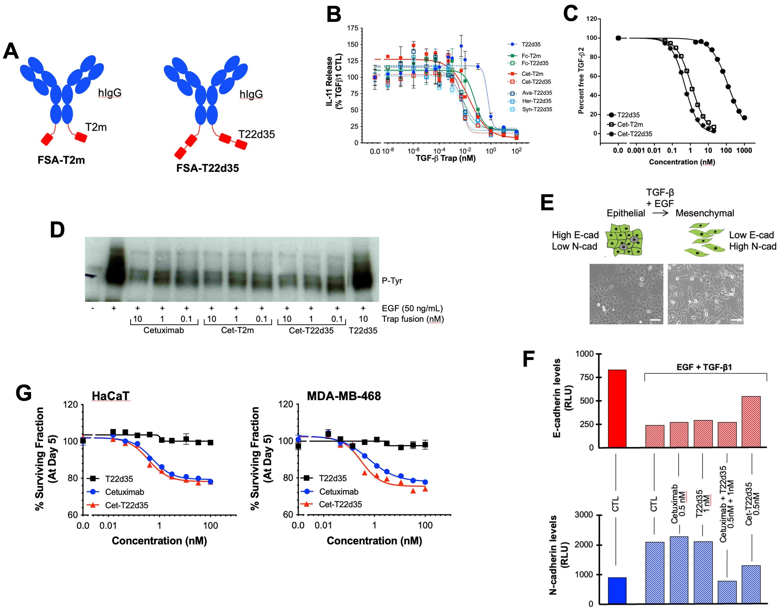(A) TbRII-ED-based bifunctional full-size antibody trap (FSA-T22d35 Trap, FSA-T2m) design. (B) Neutralization of TGF-b1 by serial dilutions of FSA-trap fusions in an A549 IL-11 release assay. (C) Competitive binding of T22d35 and Fc-T22d35 to TGF-b2 by SPR. (D) Western blot of EGFR phosphorylation in non-treated and EGF-treated A549 cells in absence or presence of Cetuximab trap fusions. (E) A549 cells undergoing an EMT. (F) Flow cytometric assessment of EMT cell surface expression markers E- and N-cadherin in A549 cells treated with EGF in absence or presence of Cetuximab trap fusions. (G) Survival curves of MDA-MB-468 and HaCaT cells after a 5-day exposure to Cetuximab trap fusions.