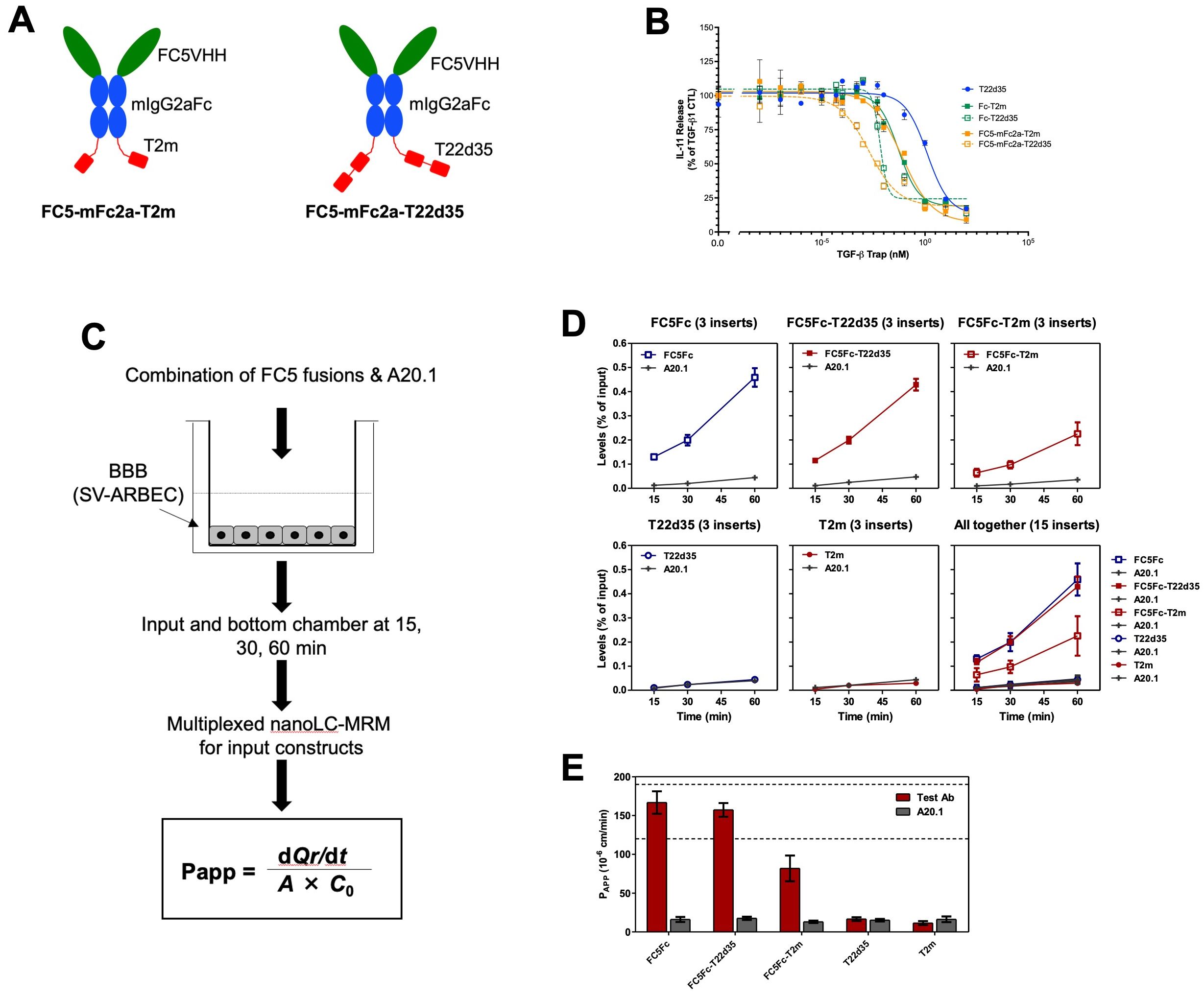 A) FC5VHH Fc-fused trap design. (B) Neutralization of TGF-b1 induced IL-11 release in A549 cells by FC5-Fc-T2m and FC5-Fc-T22d35, compared to T22d35, Fc-T2m and Fc-T22d35 traps. (C) Experimental design of the in vitro Blood Brain Barrier (BBB) assay. (D) Graphs showing the efficacy by which FC5 fused traps are transported over the BBB over time. (E) Bar graph showing the apparent permeability coefficient (Papp) value as a measure of transport across the BBB calculated for the trap fusions (t=60 min).