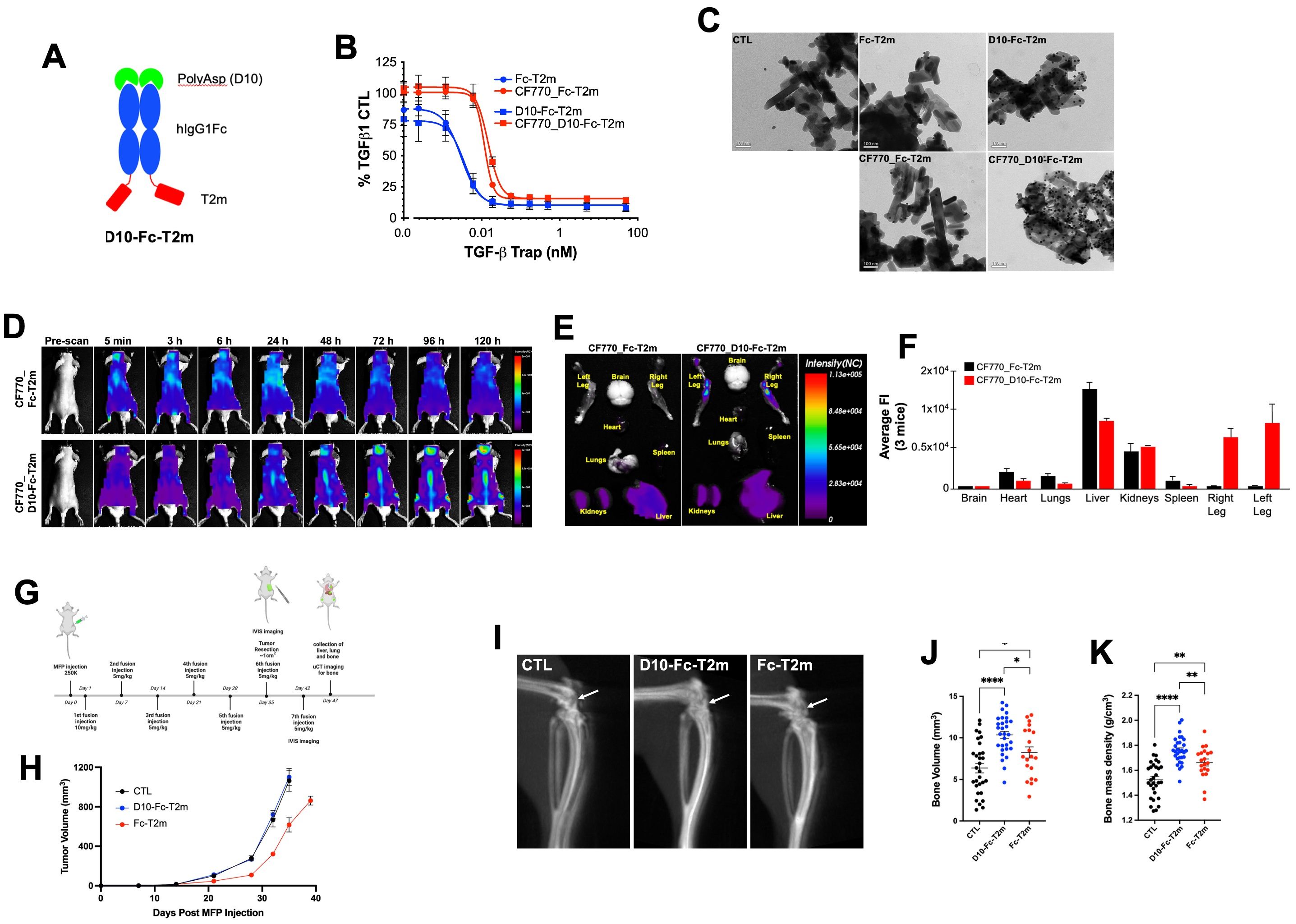 (A) Bifunctional D10-Fc-T2m fusion design. (B) Evaluation of TGF-b1 neutralization by unlabeled and labeled D10-Fc-T2m in an A549 IL-11 release assay. (C) Binding of labeled and unlabeled D10-Fc-T2m to hydroxyapatite crystals. (D) Distribution of IV-injected fluorescently labeled Fc-T2m and D10-Fc-T2m fusions in healthy mice over time. (F) Average fluorescence intensities ex vivo in organs 120 h post-injection of the labeled trap fusions. (G) Experimental in vivo design for the functional D10-Fc-T2m assessment. (H) Evaluation of primary MDA-MB-231_TR ZsGreen+ tumor volume in animals treated with D10-Fc-T2m. µCT images (I) of mouse leg bones (20 days post-tumor resection) showing impairment in osteolytic lesion formation, higher bone volumes (J) and bone mass densities (K).
