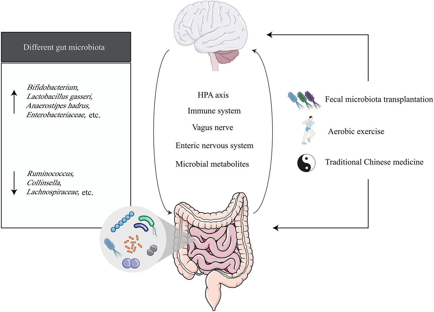 Diagram illustrating the interaction between gut microbiota and brain functions. The left panel lists different gut bacteria like Bifidobacterium increasing and Ruminococcus decreasing. The central part shows connections via the HPA axis, immune system, vagus nerve, enteric nervous system, and microbial metabolites. Influences include fecal microbiota transplantation, aerobic exercise, and traditional Chinese medicine. Arrows indicate pathways between the gut and brain.