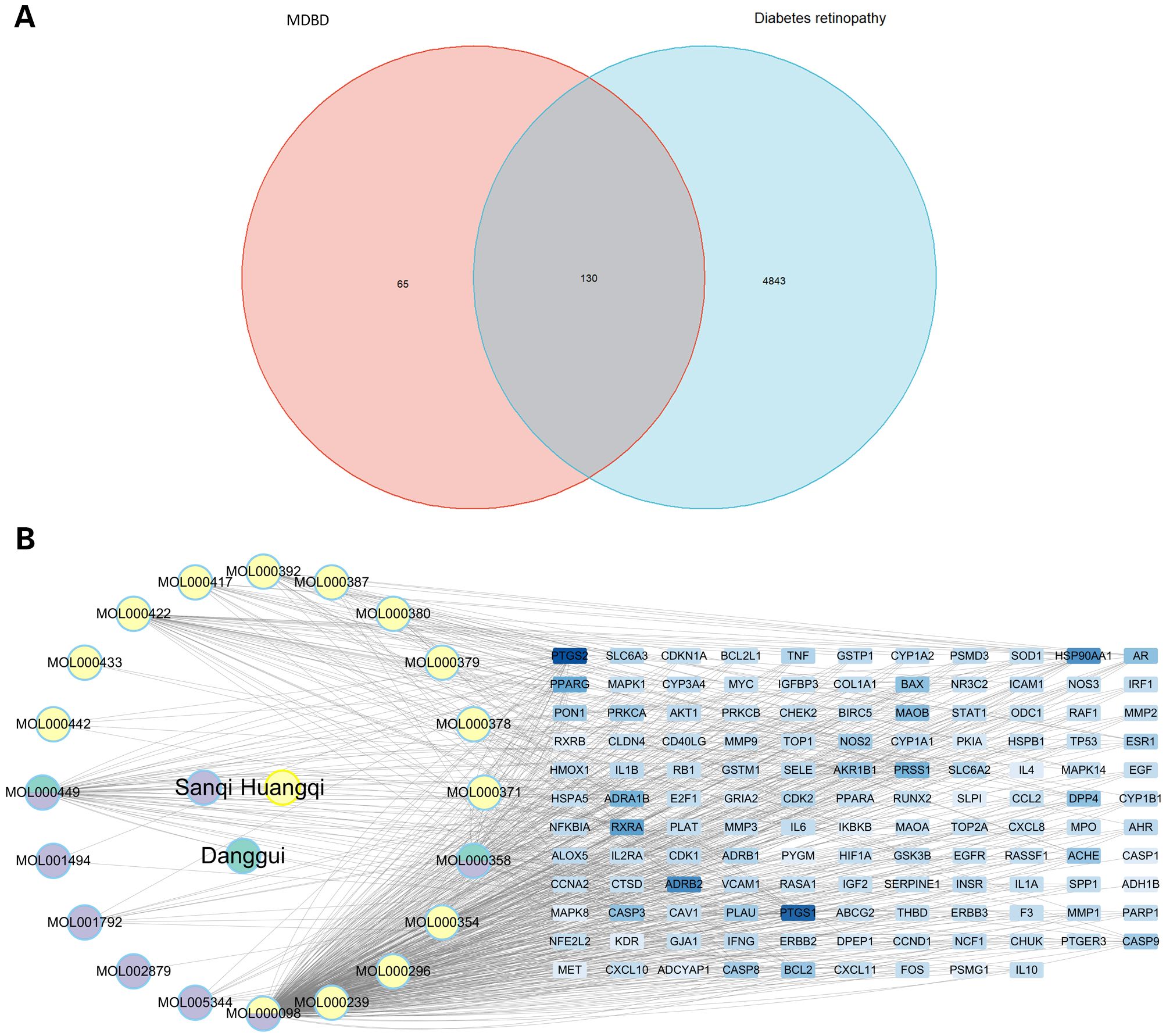 Venn diagram and network graph show the relationship between Modified Danggui Buxue Decoction (MDBD) and diabetes retinopathy. The Venn diagram has overlapping red (MDBD) and blue (diabetes retinopathy) circles, with an intersection of 130 common elements. The network graph connects compounds like Sanqi and Huangqi to various gene targets represented as blue rectangles.