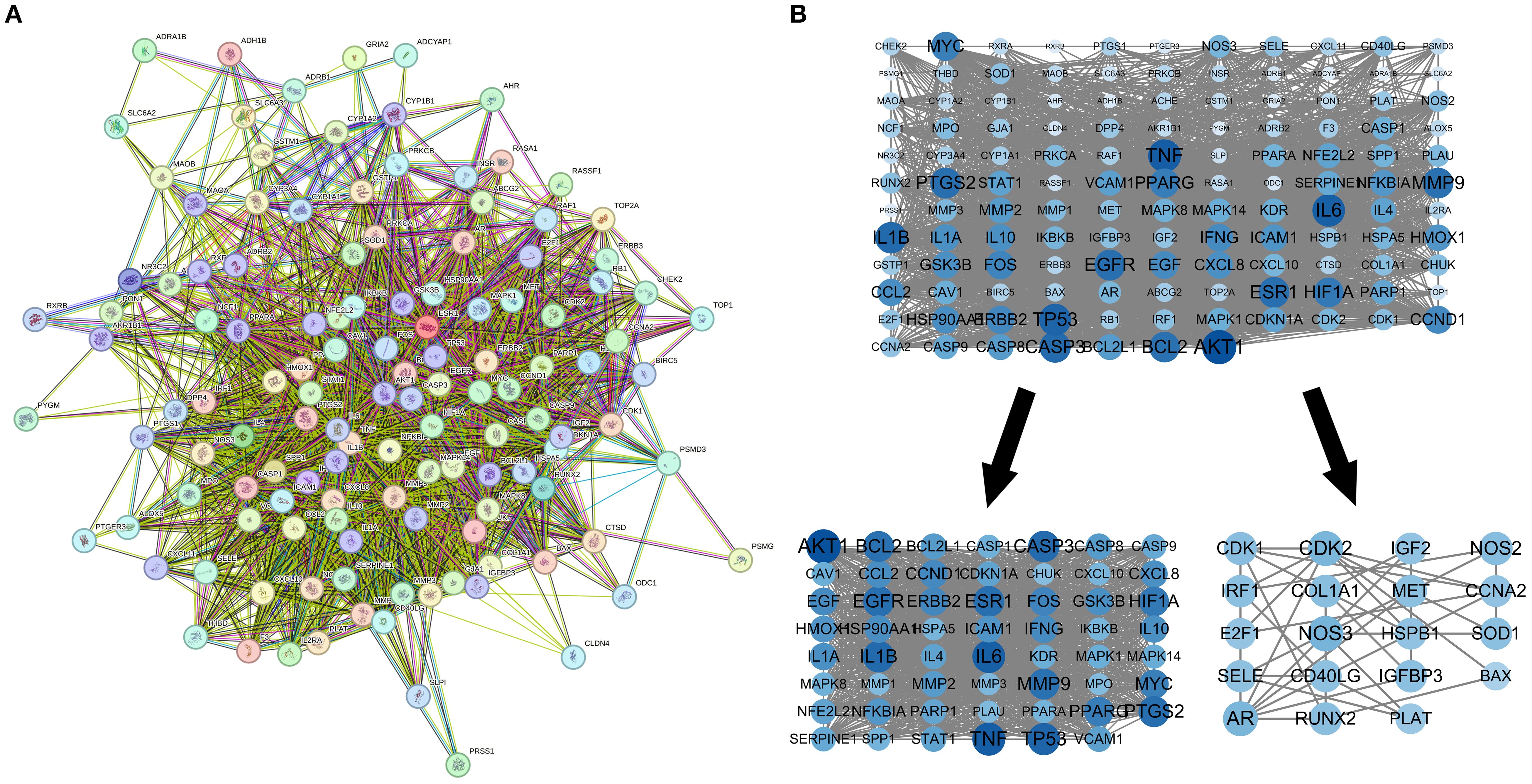 Diagram illustrating a network analysis in two panels. Panel A shows a complex interaction network with various colored nodes connected by lines, representing gene or protein interactions. Panel B highlights two sub-networks extracted from the main network, using blue nodes to emphasize certain genes or proteins. Arrows indicate the extraction process from the main network to sub-networks.