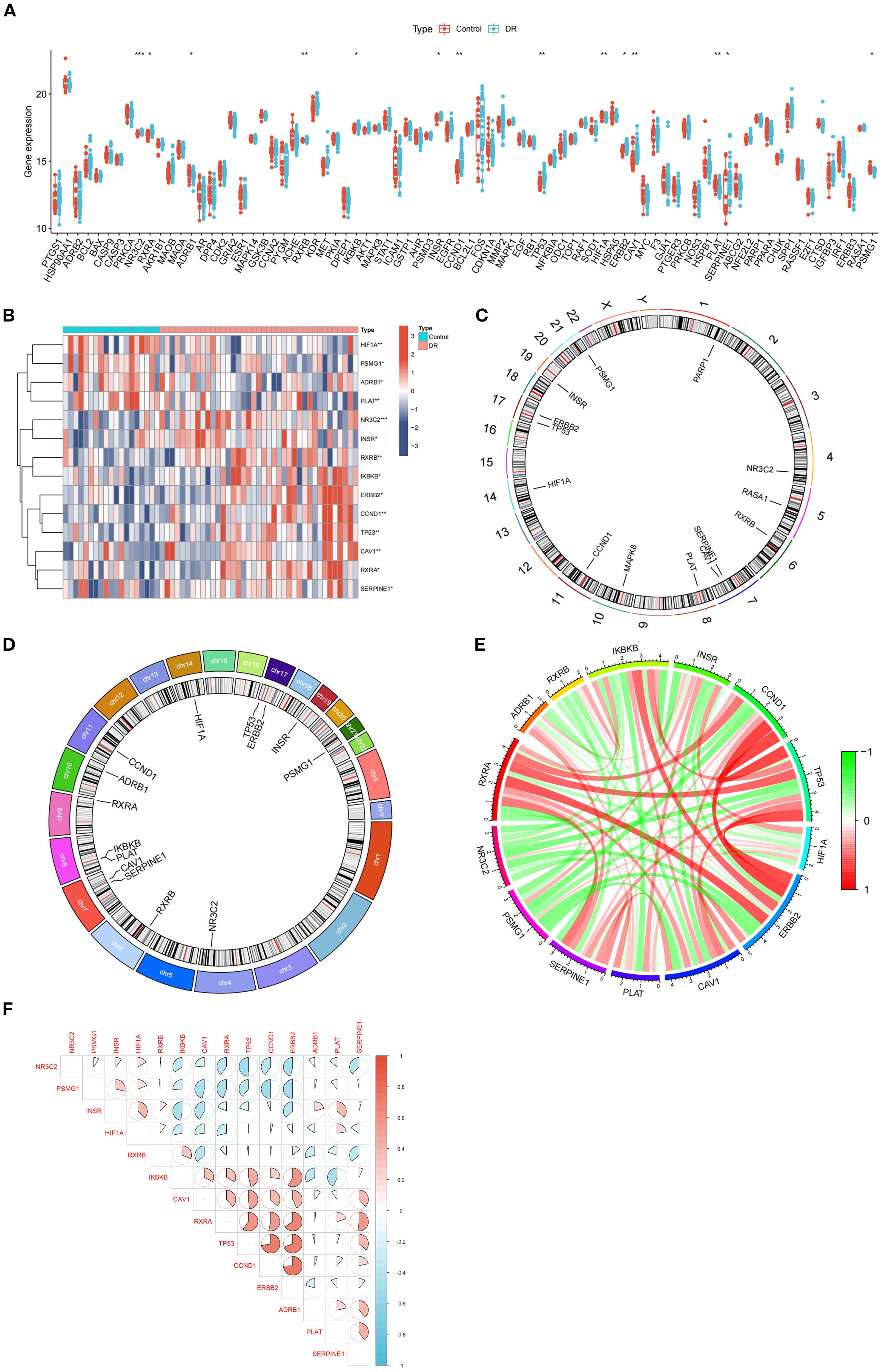 A set of scientific visualizations: A shows a scatter plot of gene expression levels comparing control and DR groups, with data points and statistical significance markers. B displays a heatmap of gene expression with a dendrogram and a color scale indicating expression levels. C and D are circular plots with gene names mapped to chromosomes. E is a chord diagram showing interconnected genes with colored links indicating correlation strength, using a color scale from red to green. F presents a correlogram with pairs of genes and correlation coefficients, using a color gradient from red to blue.