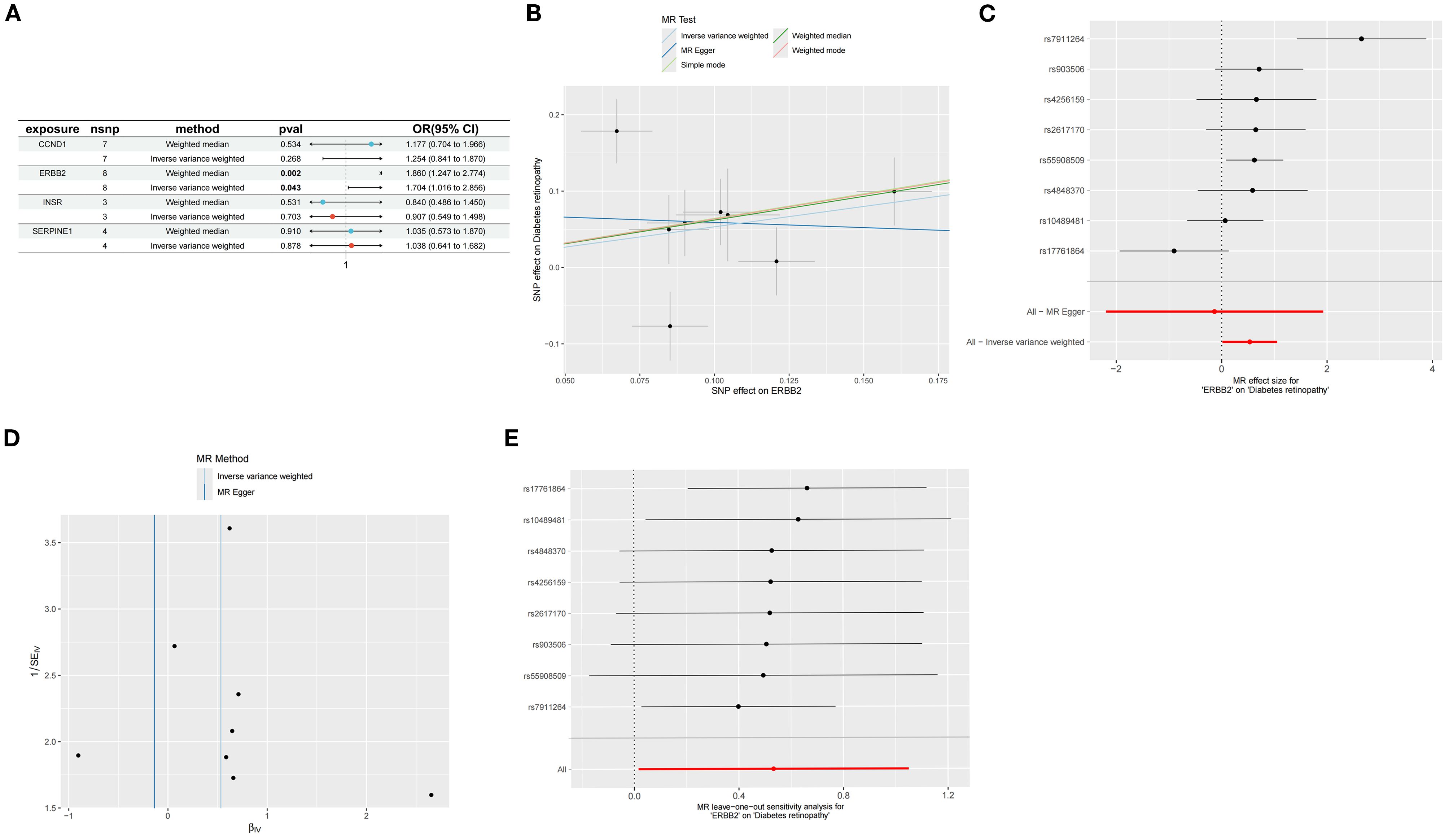 A composite image with five panels related to Mendelian randomization (MR) analysis: A: A table showing different genes (CCND1, ERBB2, INSR, SERPINE1) with their corresponding variants, methods, p-values, and odds ratios with confidence intervals. B: A scatter plot showing SNP effects on ERBB2 versus SNP effects on diabetic retinopathy, with lines representing different MR methods (inverse variance weighted, MR Egger, weighted median, weighted mode). C: A forest plot showing MR effect sizes for ERBB2 on diabetic retinopathy across different SNPs, including overall MR Egger and inverse variance weighted estimates. D: A funnel plot showing MR method effects using inverse variance weighted and MR Egger methods. E: A leave-one-out sensitivity analysis forest plot for ERBB2 on diabetic retinopathy, displaying effect sizes when individual SNPs are omitted.