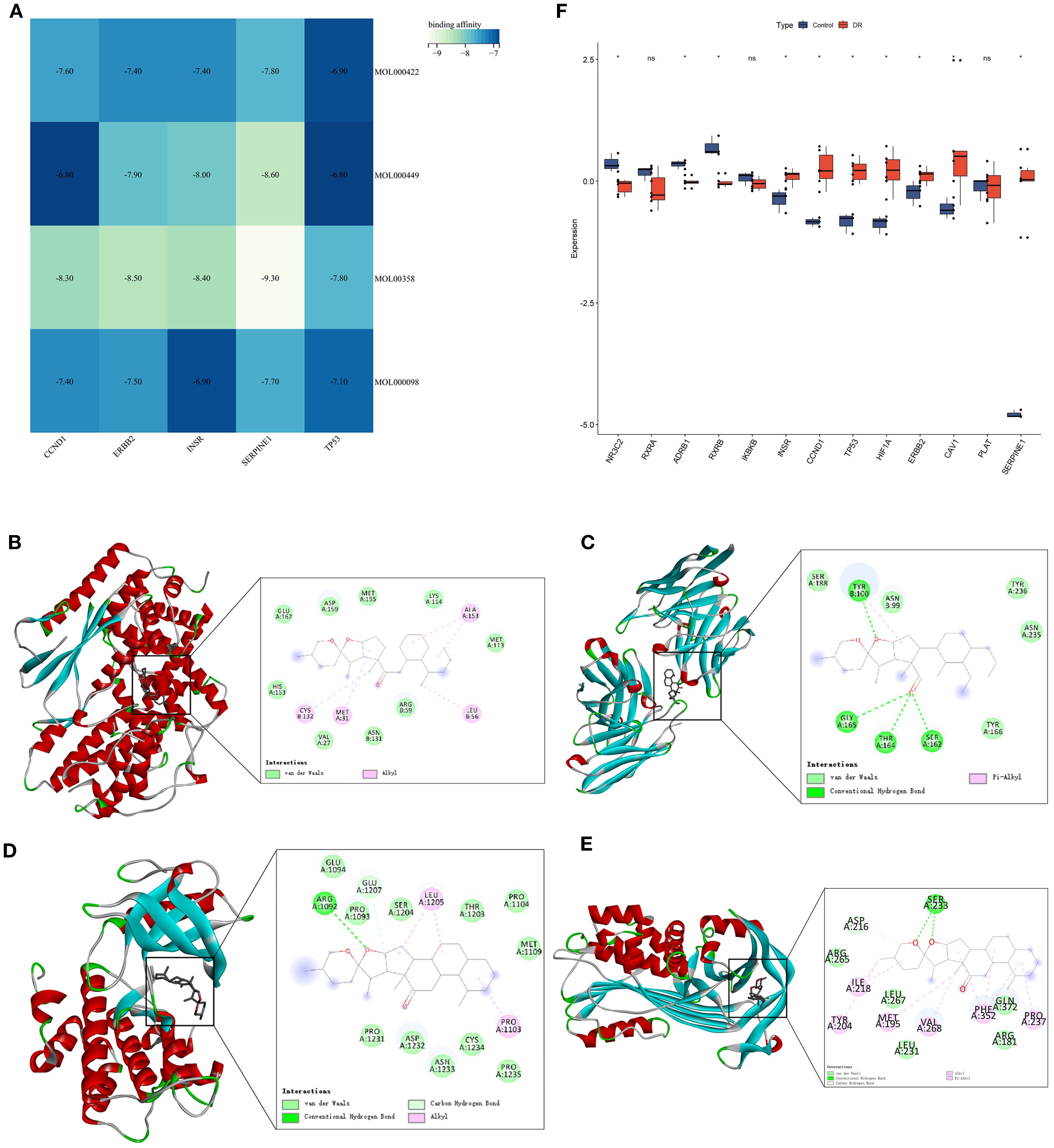 Panel A displays a heatmap showing binding affinities of four molecules across five proteins. Panels B to E illustrate molecular docking results with 3D protein-ligand interactions and 2D diagrams highlighting key interactions like hydrogen bonds and pi-pi stacking. Panel F is a box plot comparing expression levels of various genes between control and DR groups, with statistical significance indicated.