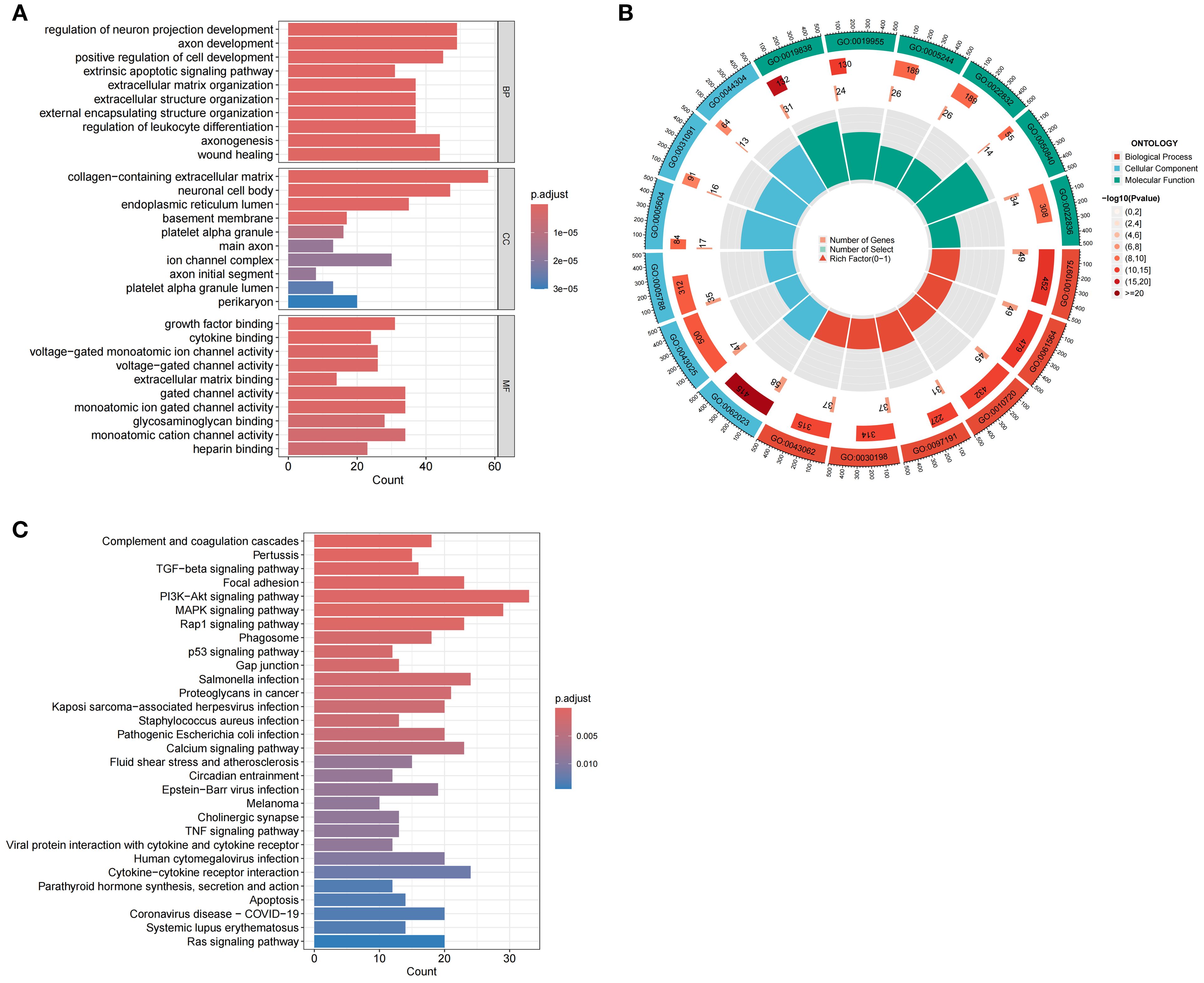 Panel A: Bar chart showing gene ontology terms by count and p-adjust values for Biological Process, Cellular Component, and Molecular Function. Panel B: Circular plot displaying gene enrichment analysis with color-coded ontology categories. Panel C: Bar chart of pathway analysis indicating p-adjust values for various signaling pathways and diseases.