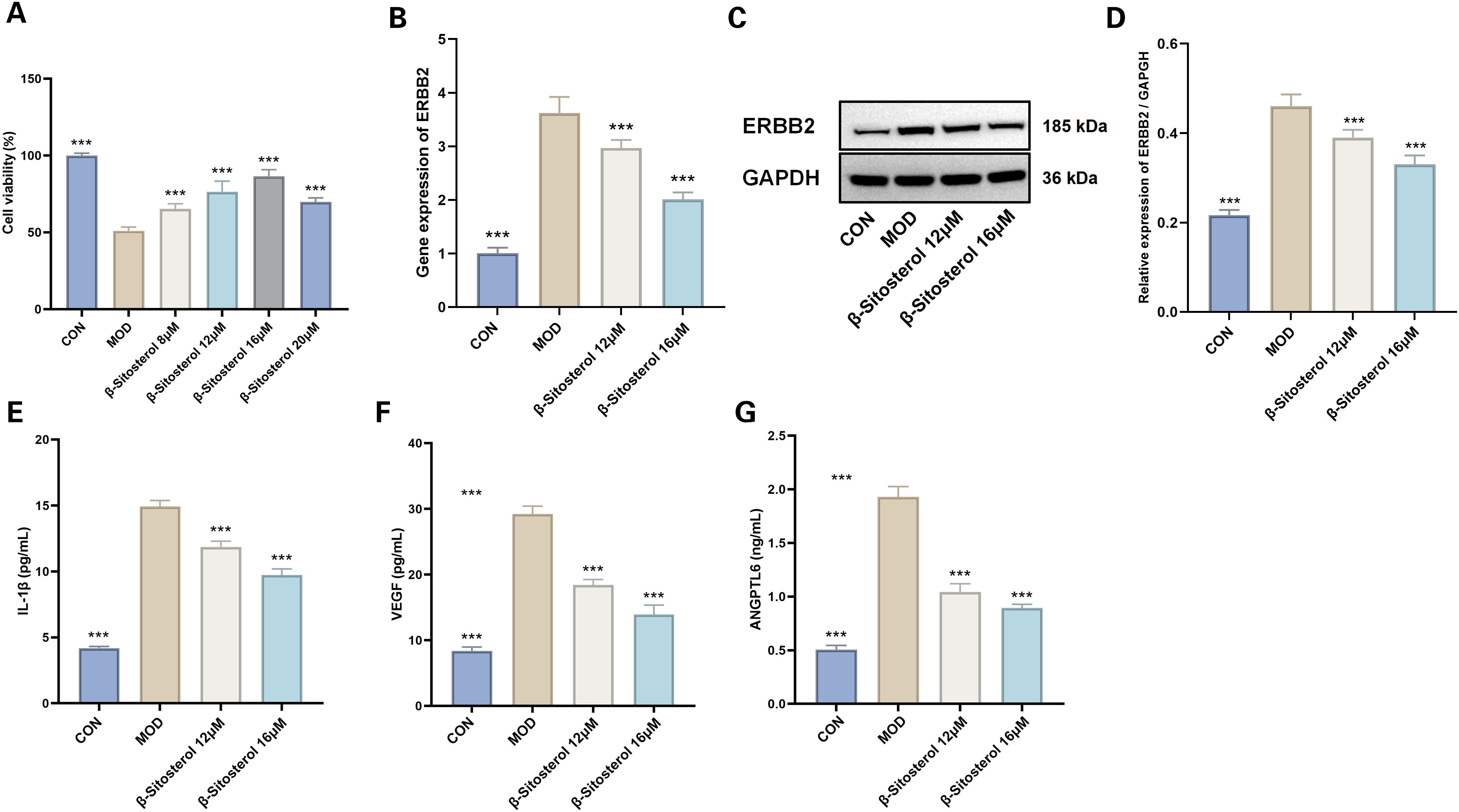 Bar graphs and a Western blot image display various experimental results. Graph A shows cell viability. Graph B displays ERBB2 gene expression. Image C is a Western blot for ERBB2 and GAPDH. Graph D shows the relative expression of ERBB2/GAPDH. Graph E shows IL-1β levels, Graph F depicts VEGF levels, and Graph G shows ANGPTL6 levels. Data are shown for control (CON), model (MOD), and different concentrations of β-Sitosterol. Statistical significance is indicated by asterisks.