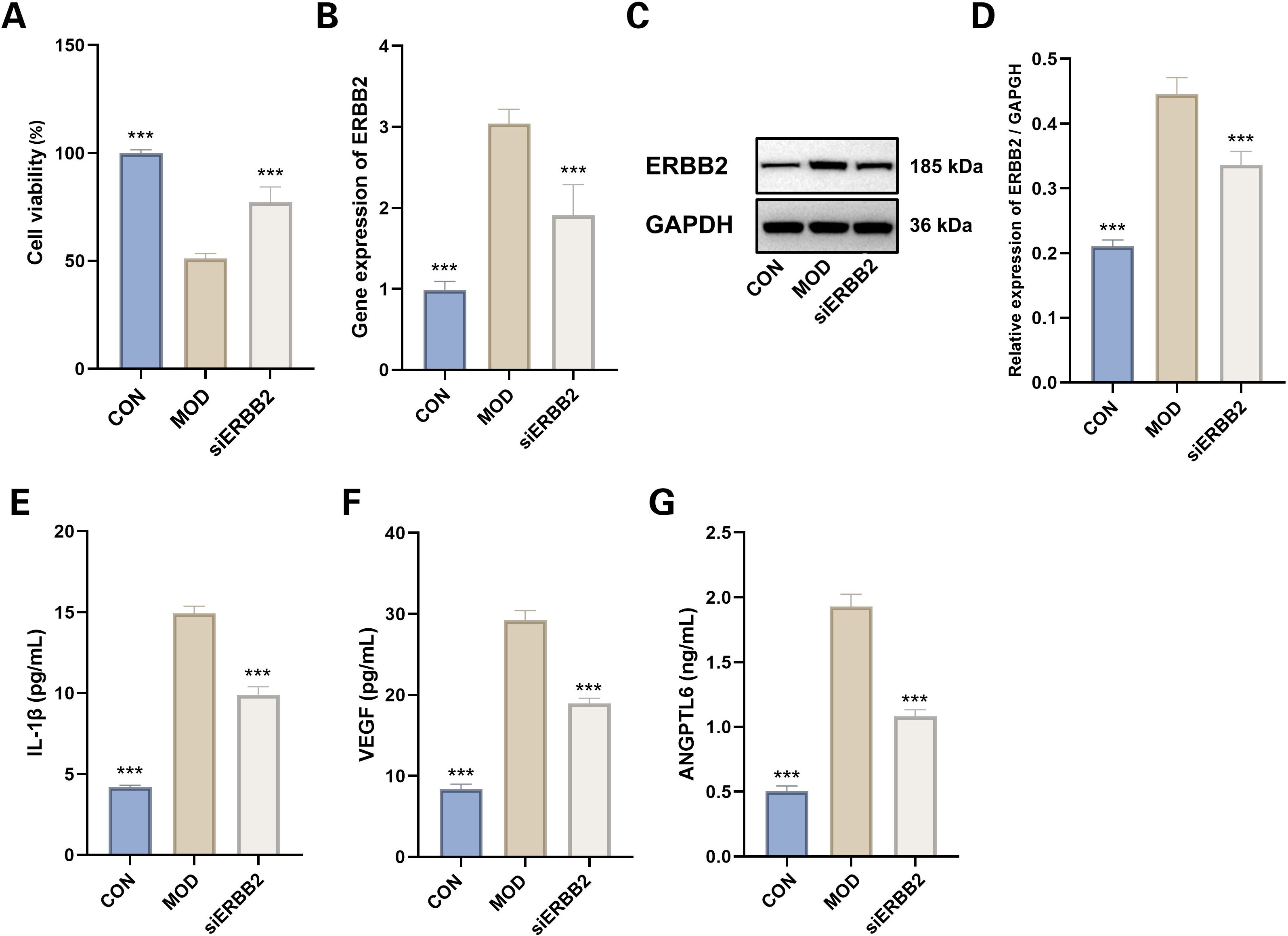 Bar graphs and a protein gel showing experimental results. Panel A displays cell viability for CON, MOD, and siERBB2 groups, with MOD having decreased viability. Panel B shows ERBB2 gene expression, highest in MOD. Panel C presents a Western blot with ERBB2 and GAPDH bands. Panel D quantifies ERBB2/GAPDH expression, highest in MOD. Panels E, F, and G show concentrations of IL-1β, VEGF, and ANGPTL6, respectively, with MOD having elevated levels in all cases. Asterisks denote statistical significance.