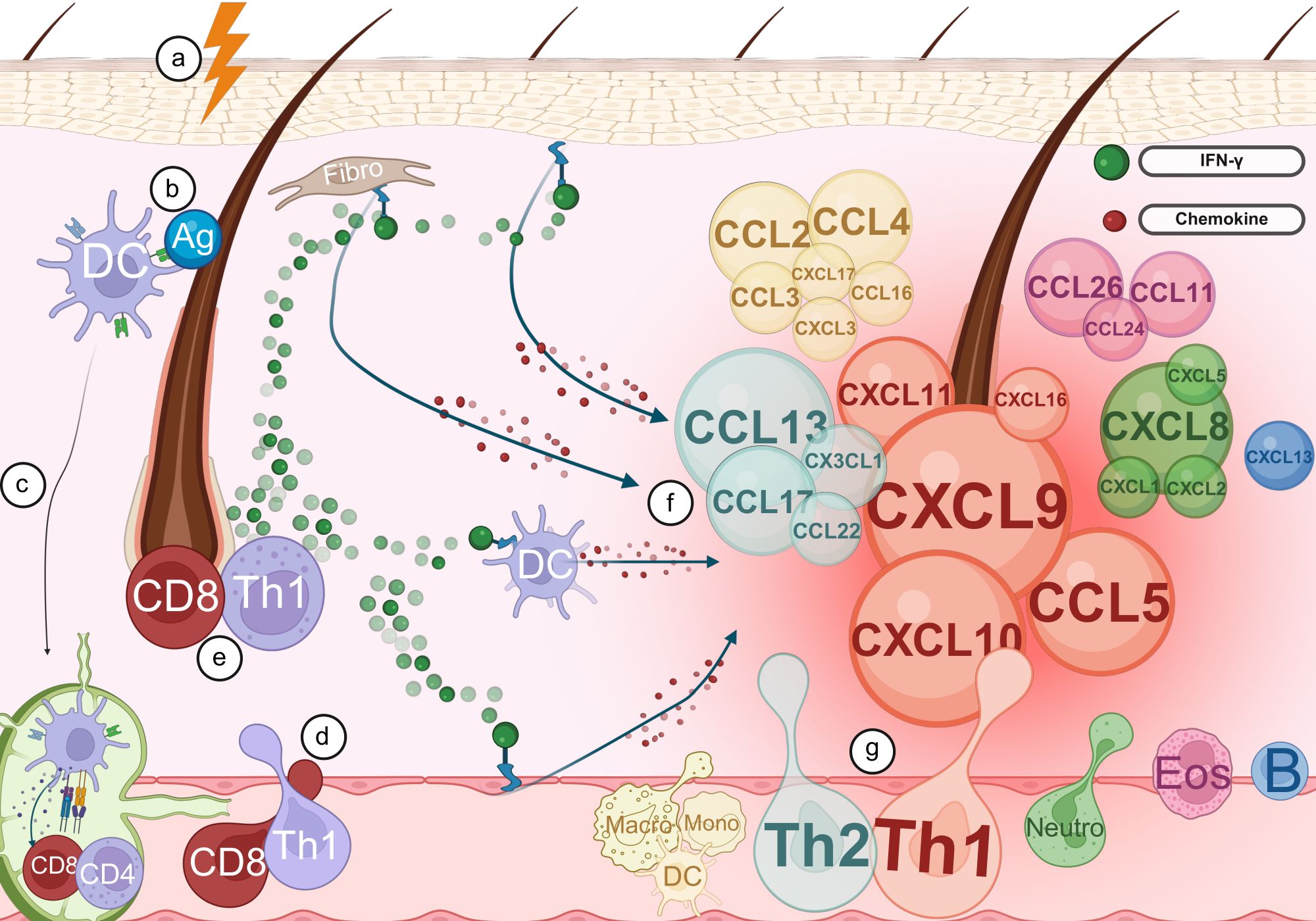 Illustration of a complex immune response in skin layers. It shows various cells and chemokines including CD8, Th1, and Th2 cells interacting. Labels a to g indicate different components like antigens, dendritic cells (DC), fibroblasts (Fibro), and chemokine gradients (CCL, CXCL). Arrows depict movement of chemokines and interactions between cells, illustrating the immune activation and signaling pathways.