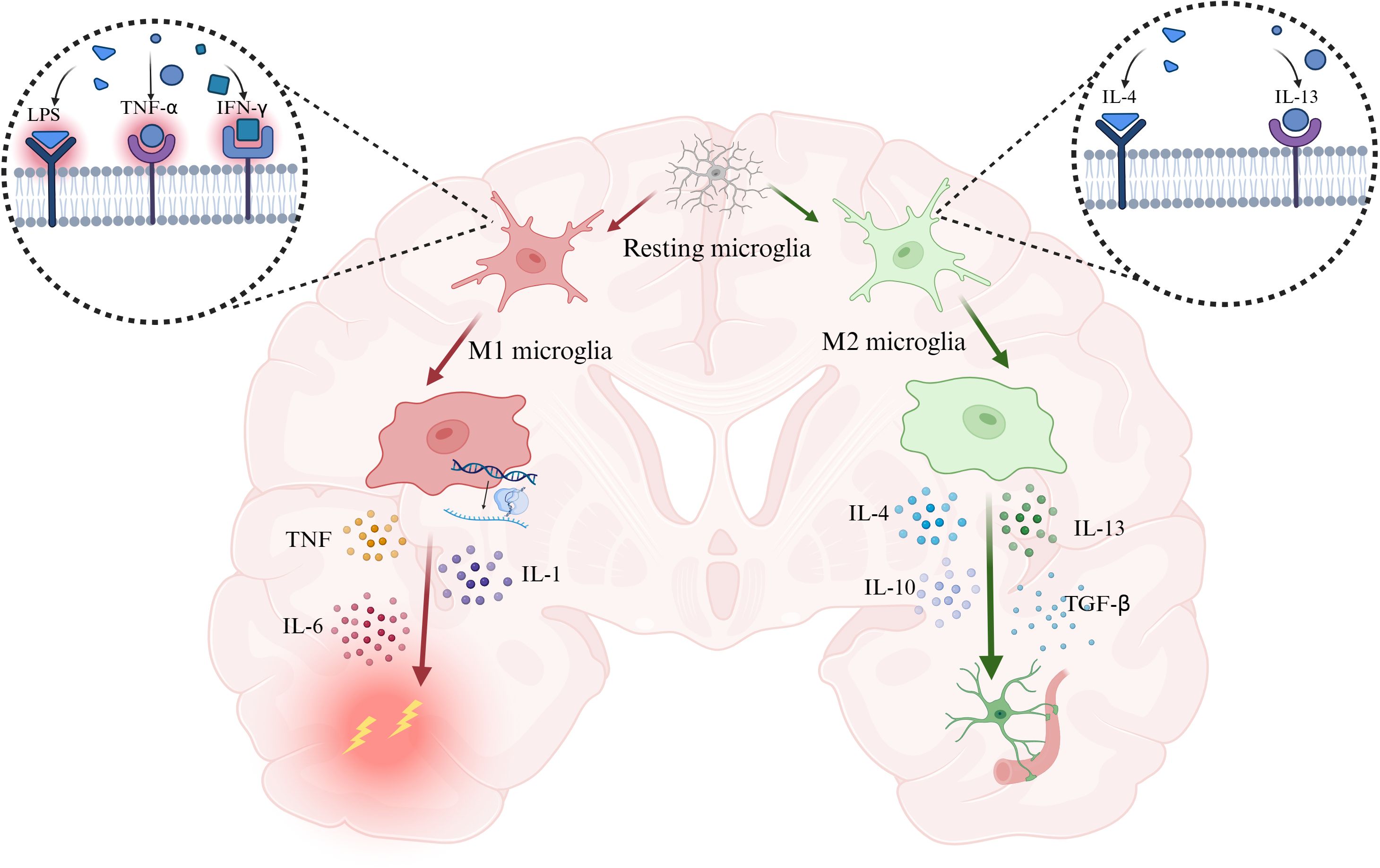 Illustration depicting microglial activation in the brain. Resting microglia transform into M1 or M2 states. M1 microglia, activated by LPS, TNF-α, and IFN-γ, release TNF, IL-6, and IL-1, indicating inflammation. M2 microglia, activated by IL-4 and IL-13, release IL-4, IL-10, IL-13, and TGF-β, indicating anti-inflammatory responses. Insets show receptor interactions for activation.