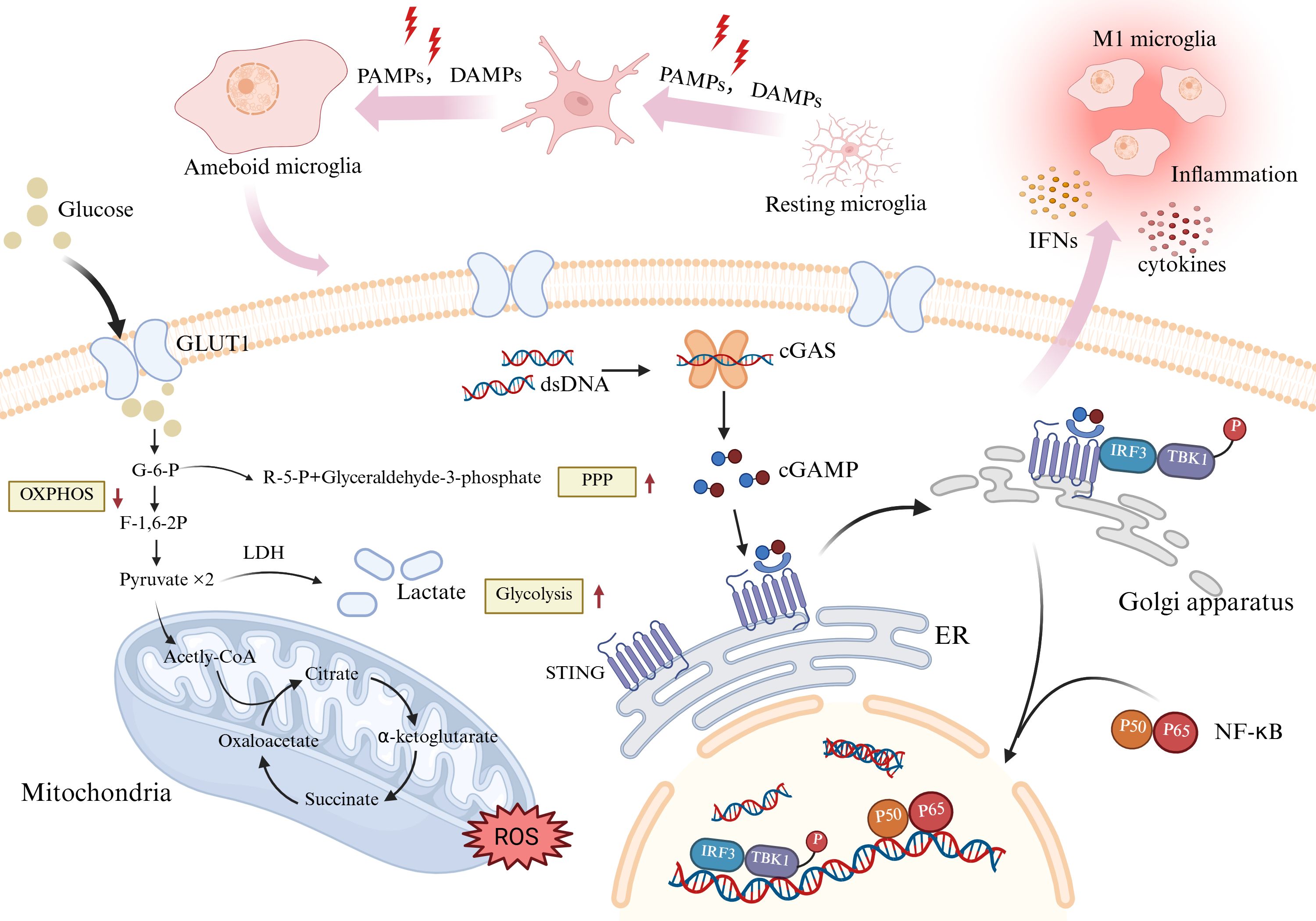 Illustration of neuroinflammatory pathways in Alzheimer's disease. Microglia interact with amyloid-beta (Aβ) and neurofibrillary tangles in the brain, leading to neuron and microglia interactions. The inset shows Aβ fibrils binding to CD36 and CD47 receptors, activating Lyn kinase and NF-kB pathways, leading to NLRP3 inflammasome activation. This results in the production of pro-inflammatory cytokines like TNF-alpha, IL-1β, and IL-6, contributing to neuroinflammation and neuron damage.