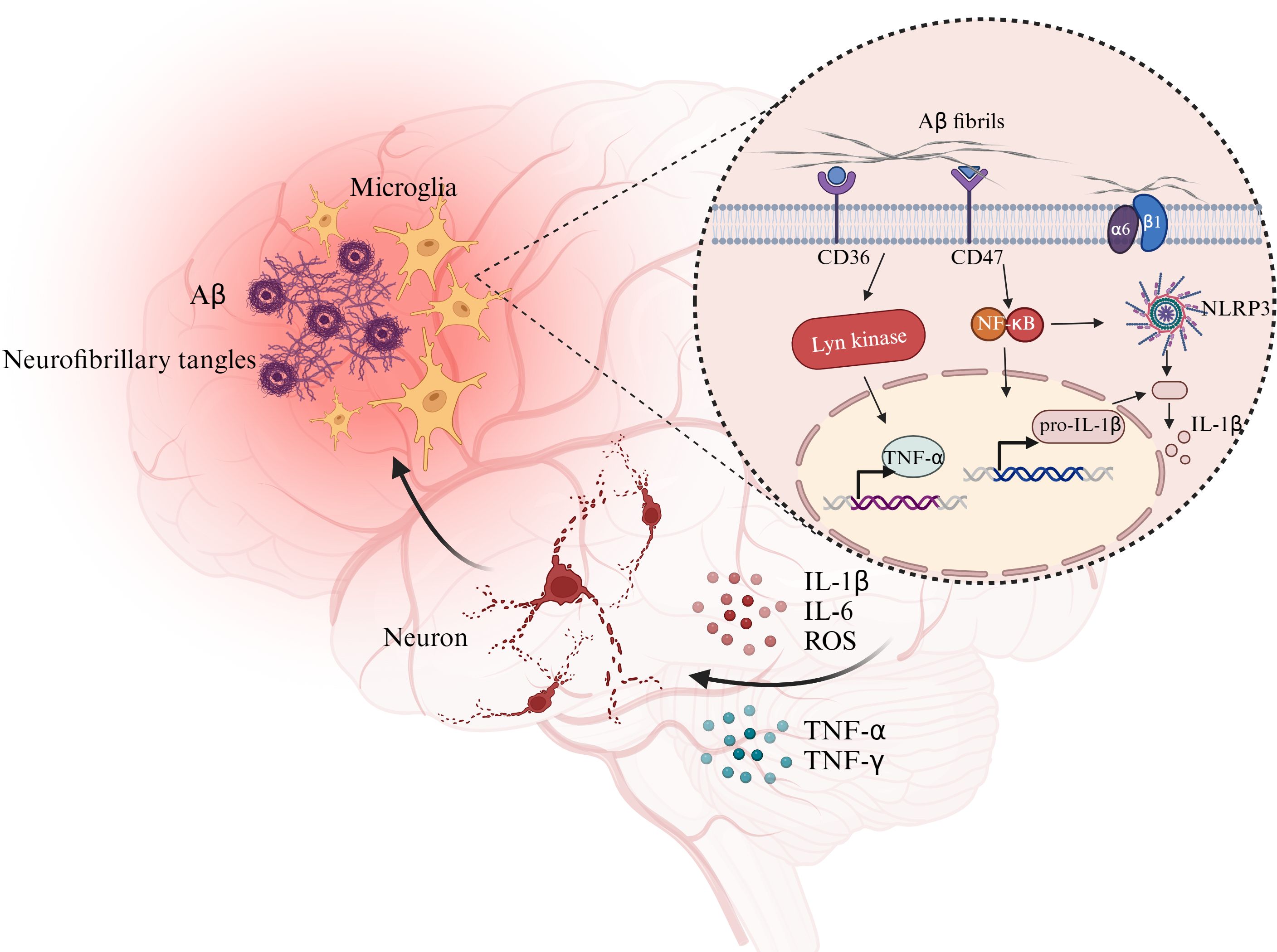 Illustration of microglia activation and metabolic pathways. Resting microglia detect PAMPs and DAMPs, transforming into amoeboid microglia. Glucose is taken up via GLUT1 and undergoes glycolysis, leading to lactate production. Mitochondrial TCA cycle and ROS production are shown. dsDNA activates the cGAS-STING pathway, leading to cytokine and interferon production. The pathway progresses through the ER and Golgi, involving IRF3, TBK1, and NF-κB, and ultimately results in inflammation by M1 microglia.