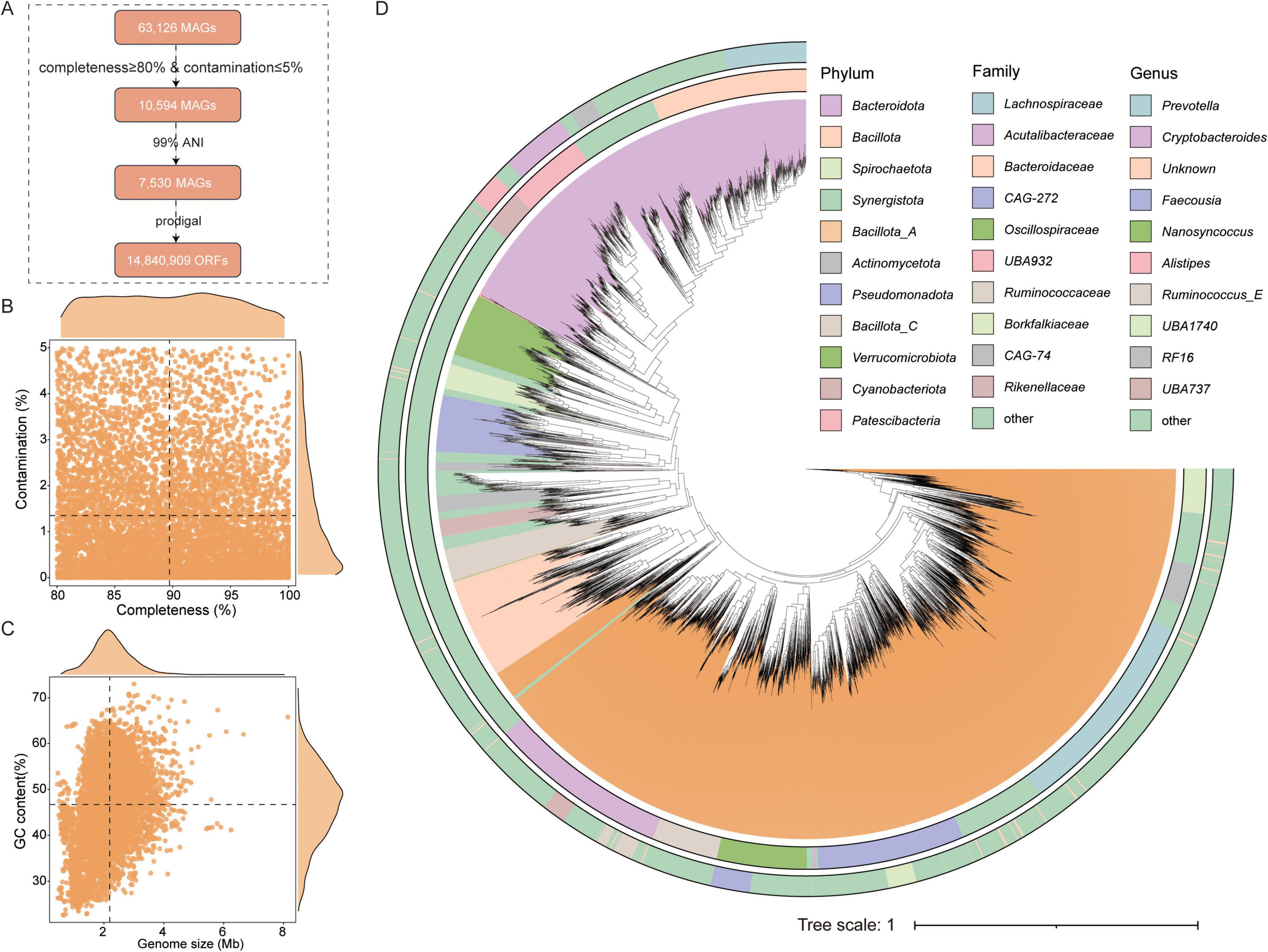 Flowchart, scatter plots, and a phylogenetic tree depict metagenome-assembled genomes (MAGs) analysis. Panel A shows a filtering process. Panel B displays completeness versus contamination. Panel C shows GC content versus genome size. Panel D presents a circular phylogenetic tree with phylum, family, and genus levels distinctly colored.